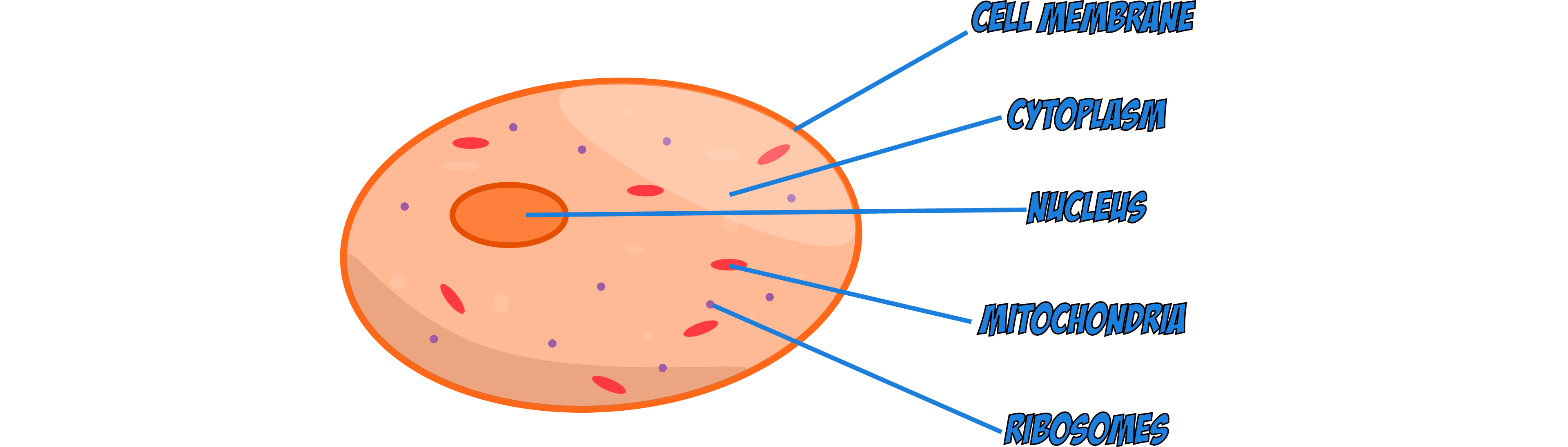 Animal Cell Diagram
