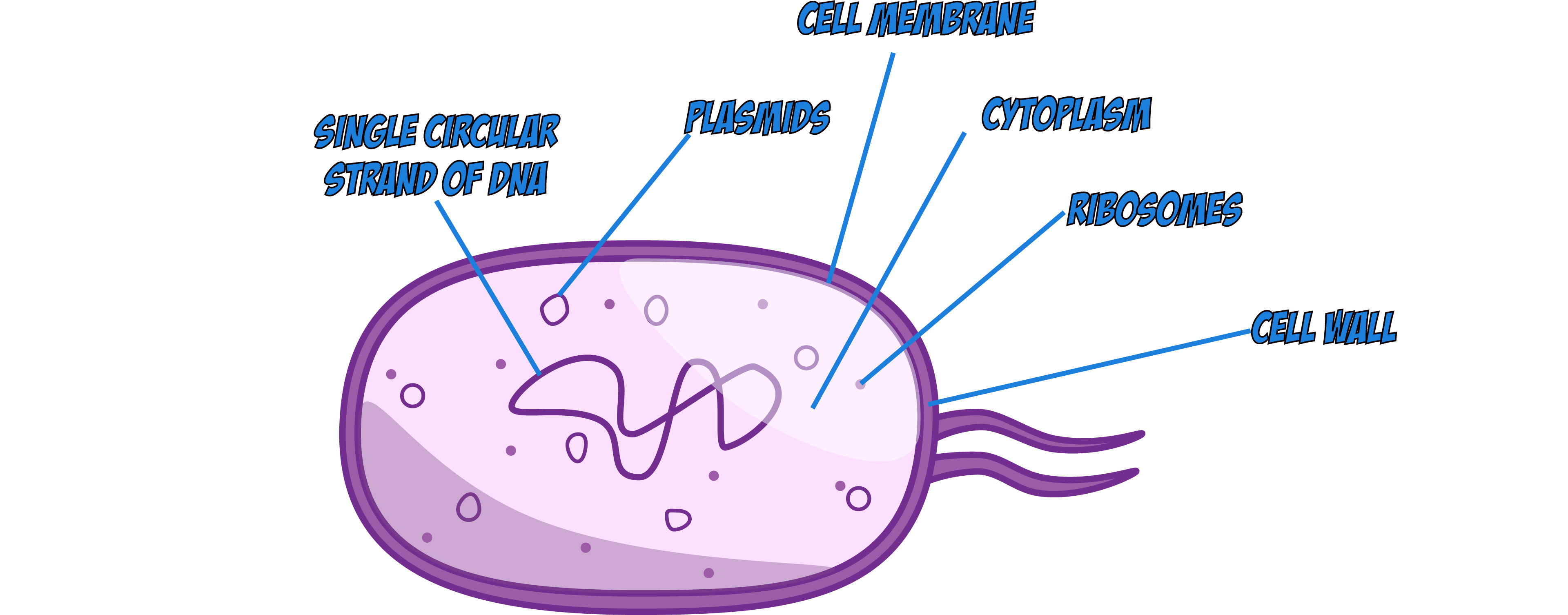Bacteria Cell Diagram