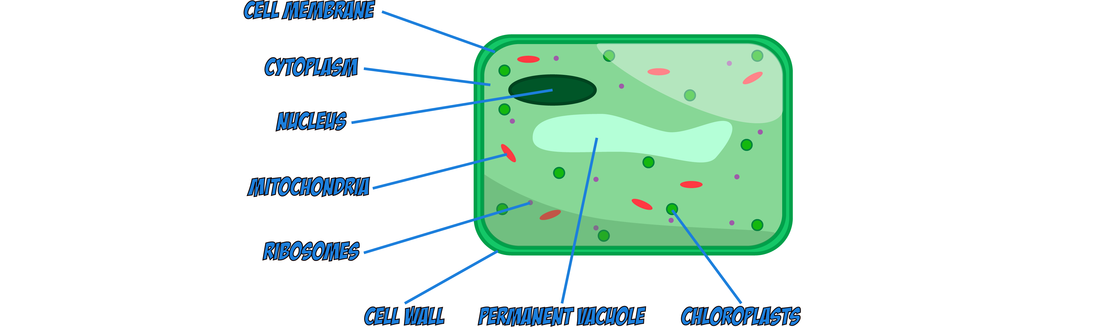 Plant Cell Diagram