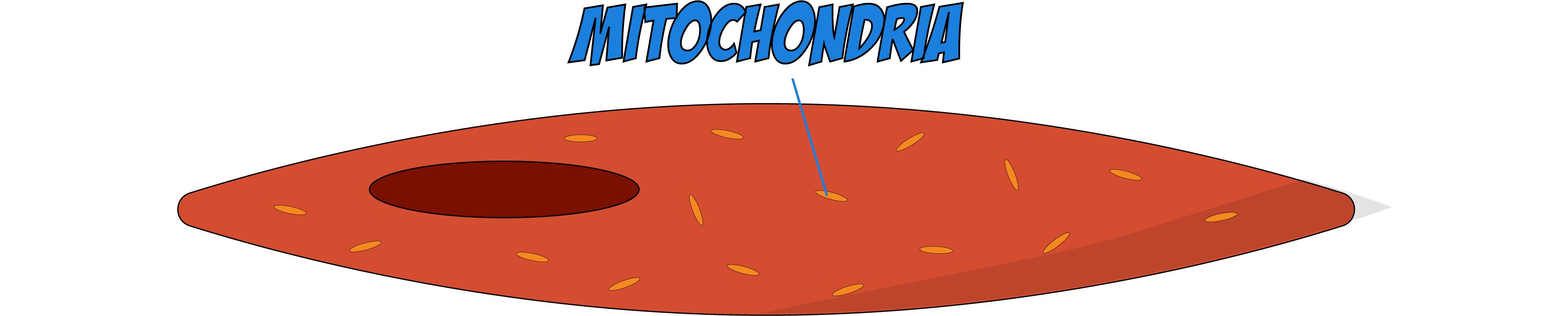 Muscle Cell