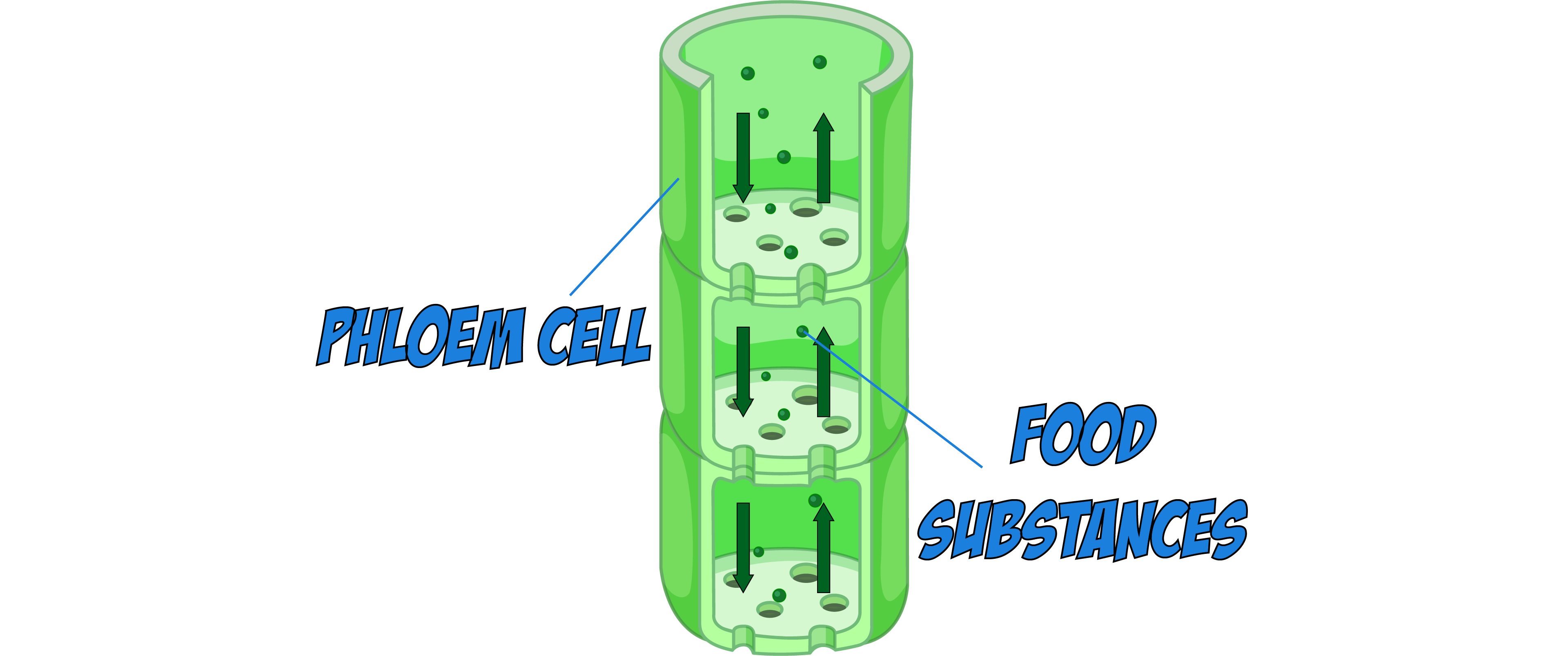 Phloem