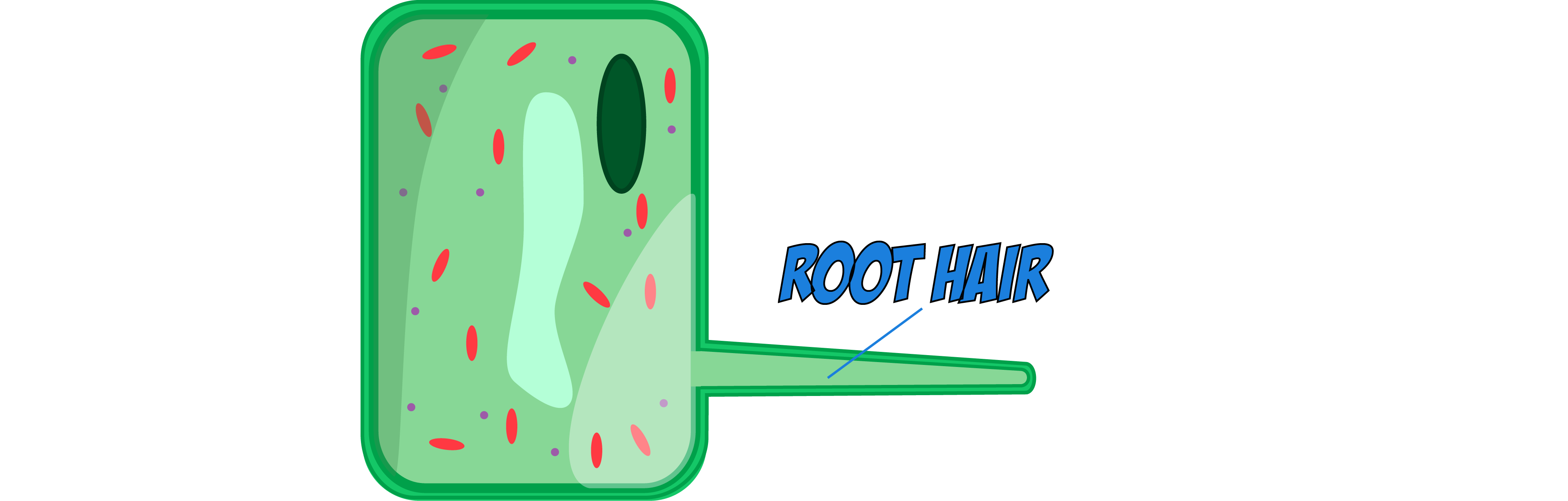 Root Hair Cell