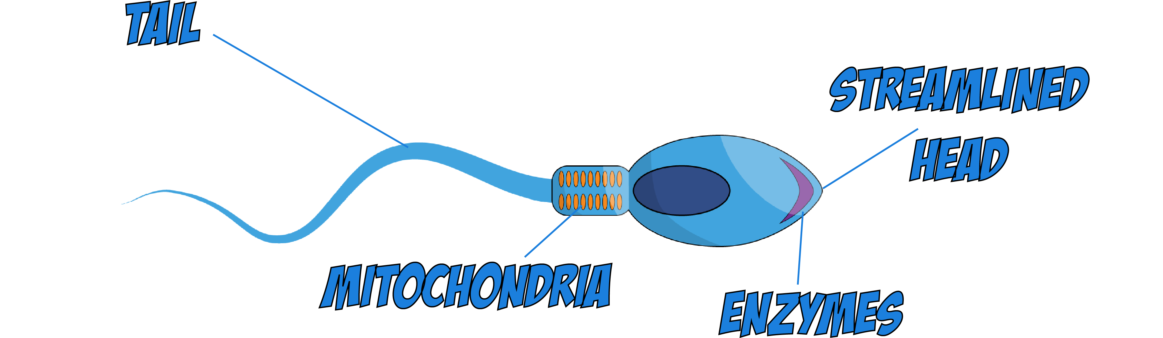 Sperm