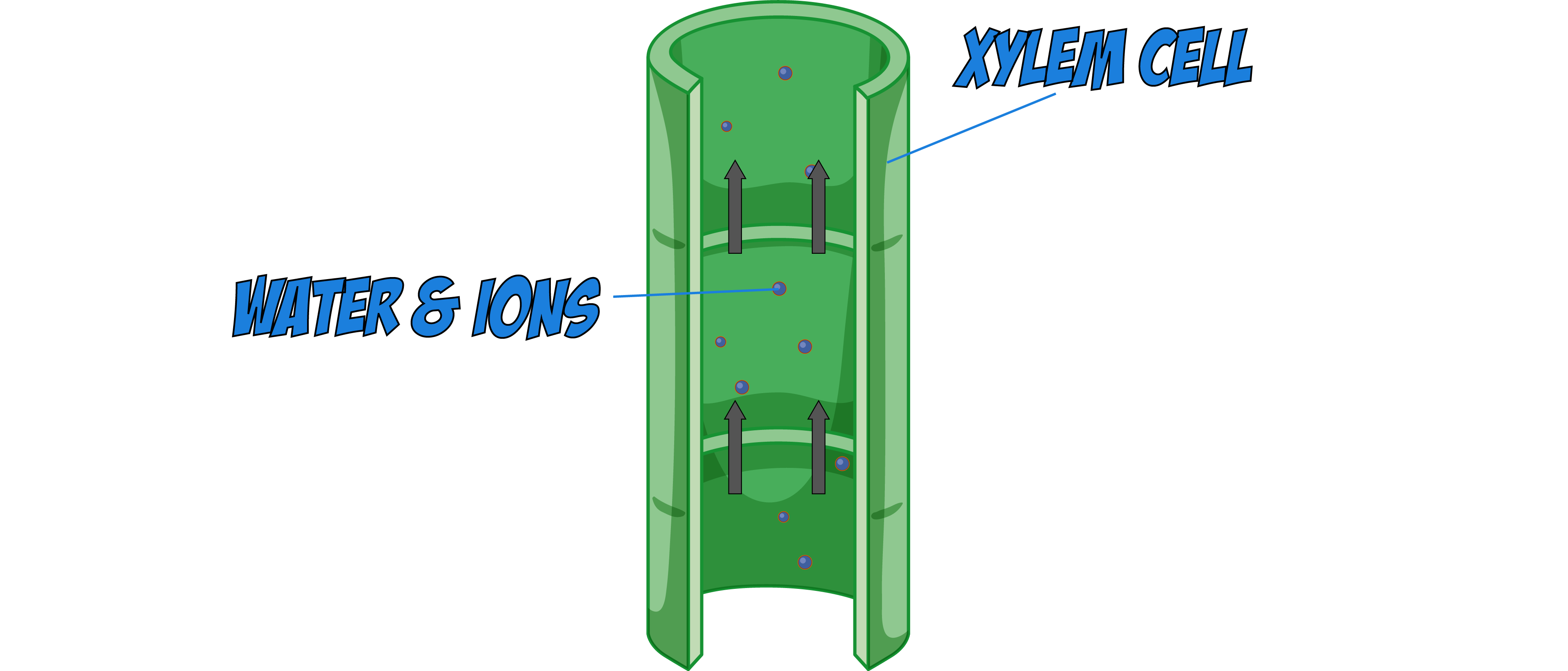 Xylem