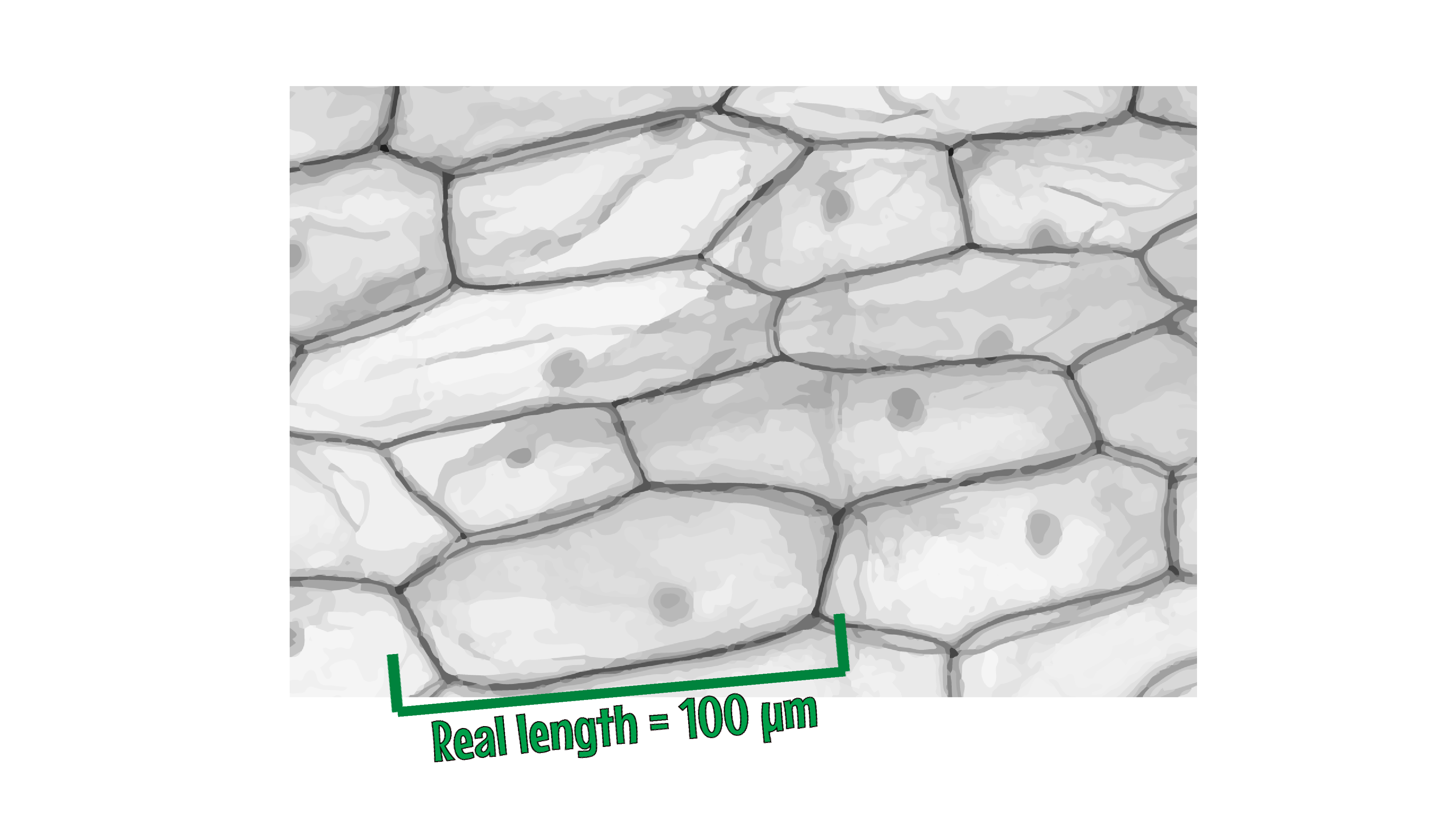 Microscope Sketch