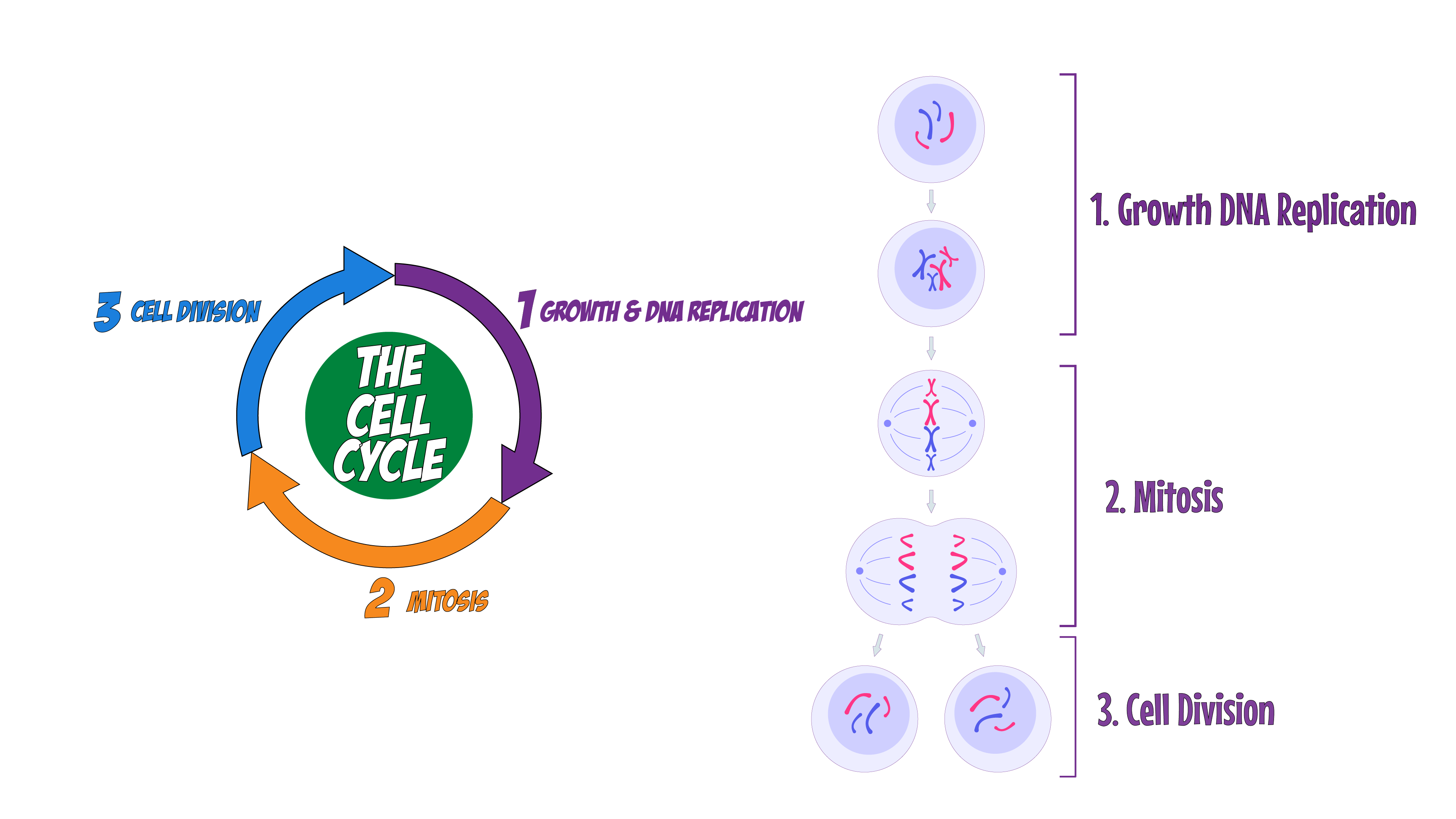 Cell Cycle