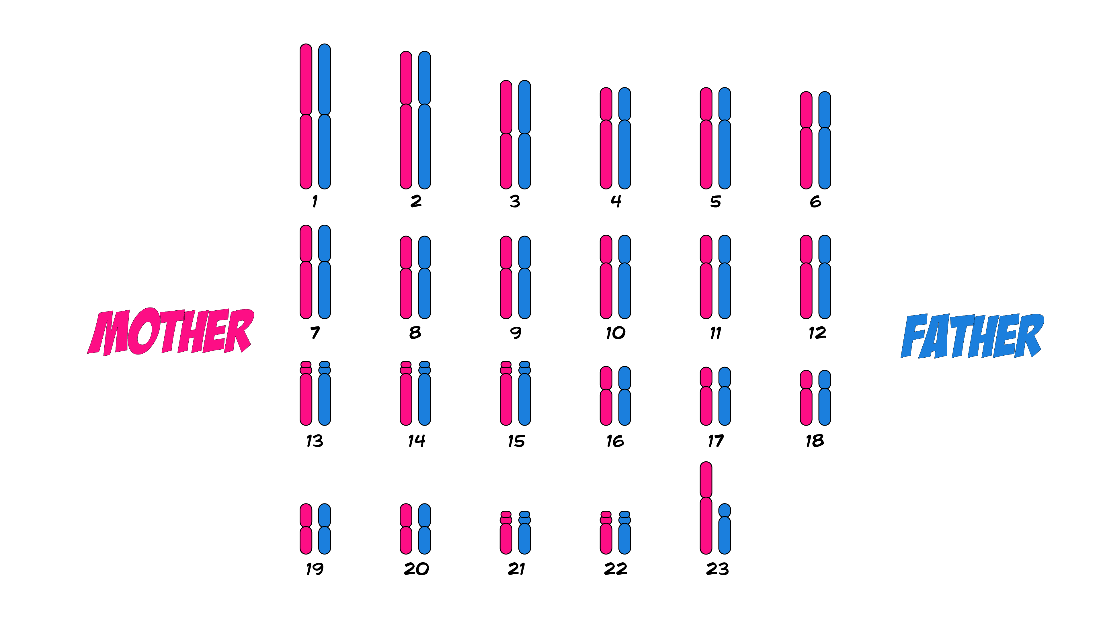 Chromosomes