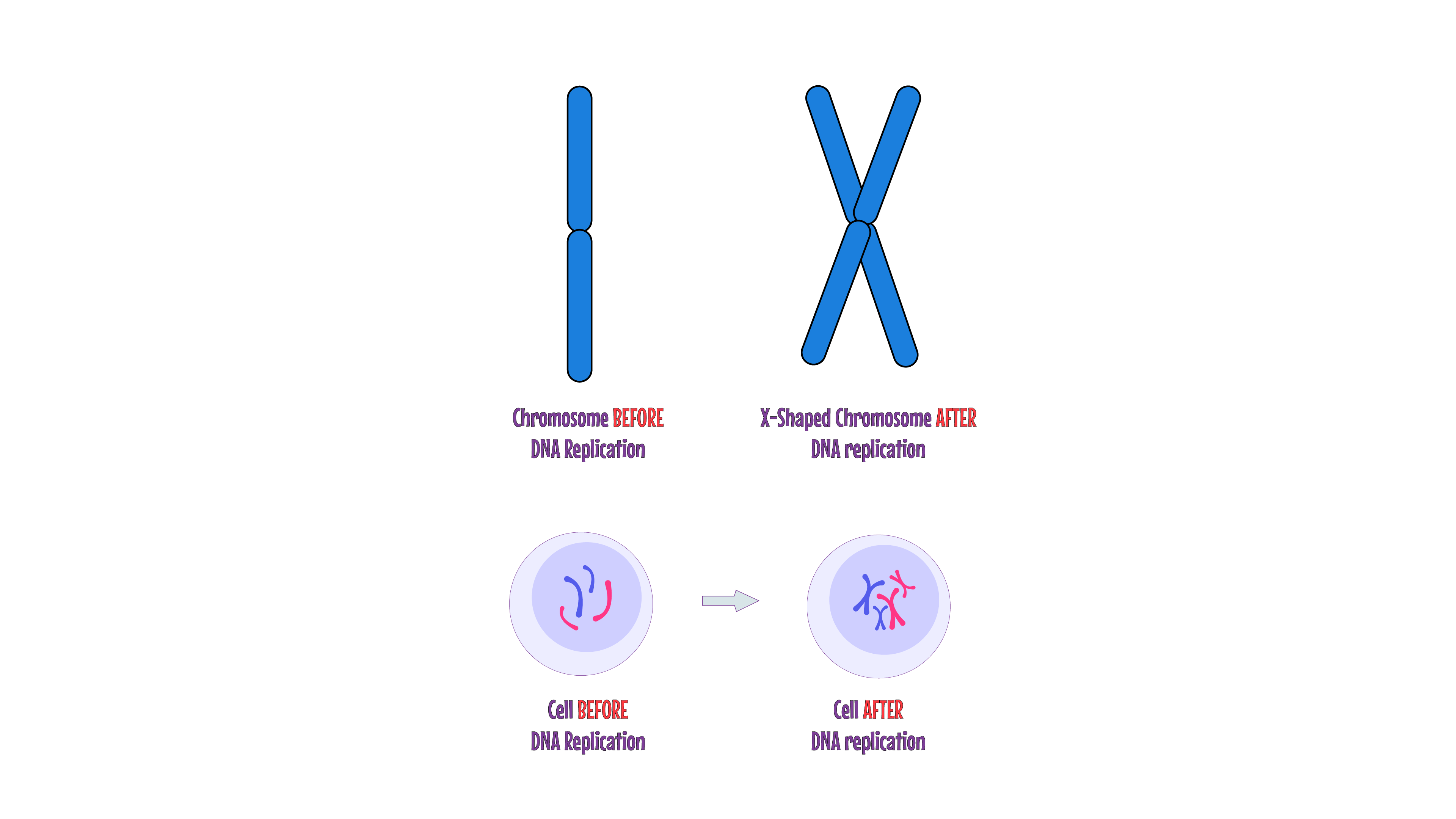 X shaped chromsome