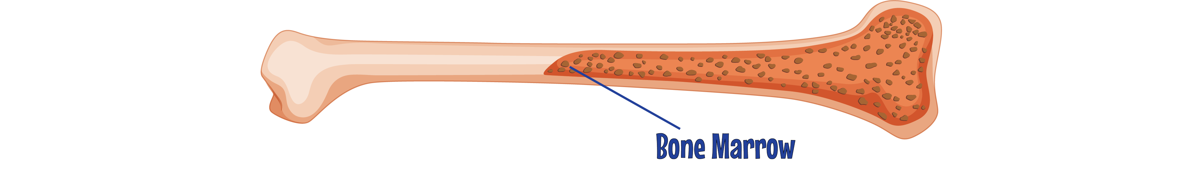 Bone Marrow