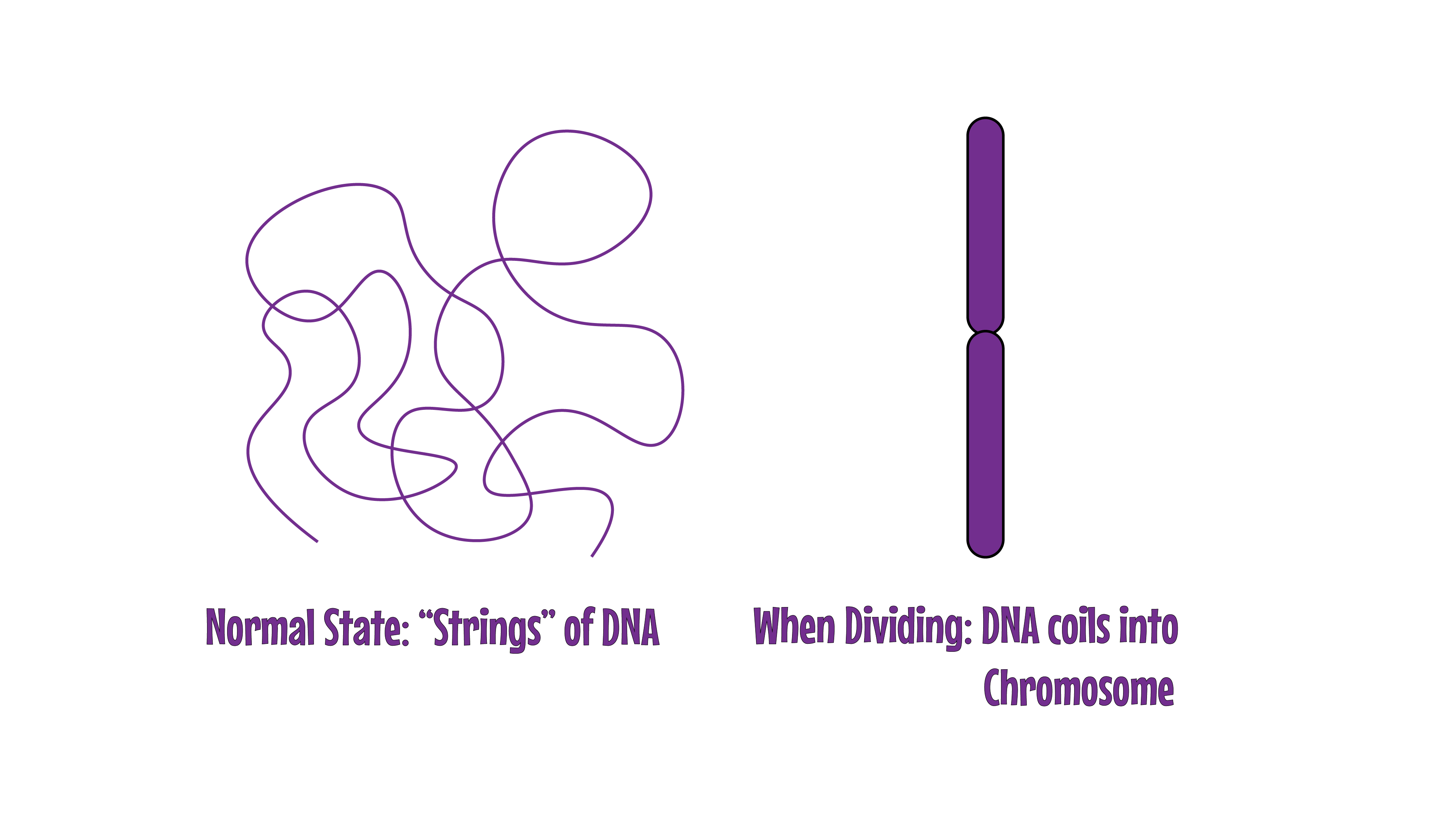 Chromosome Formation