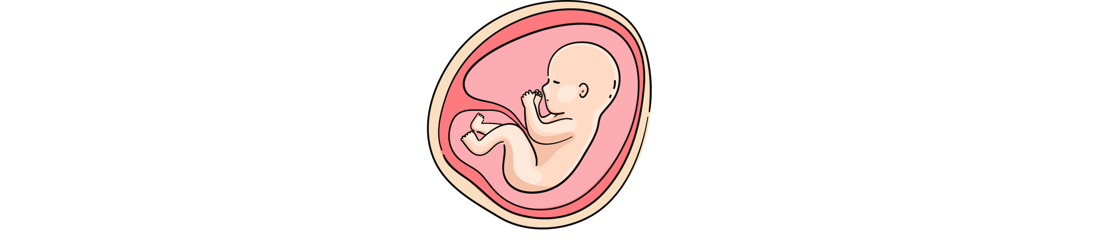 Embryo