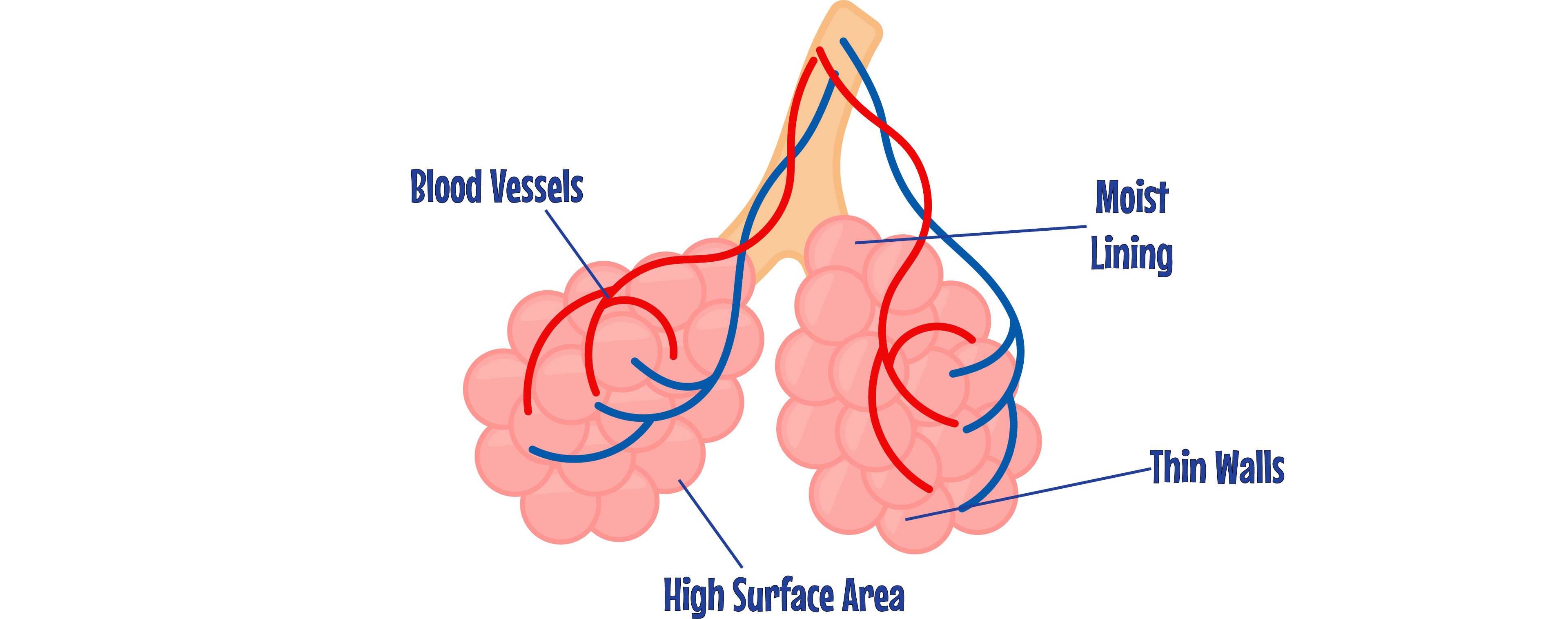 Alveoli