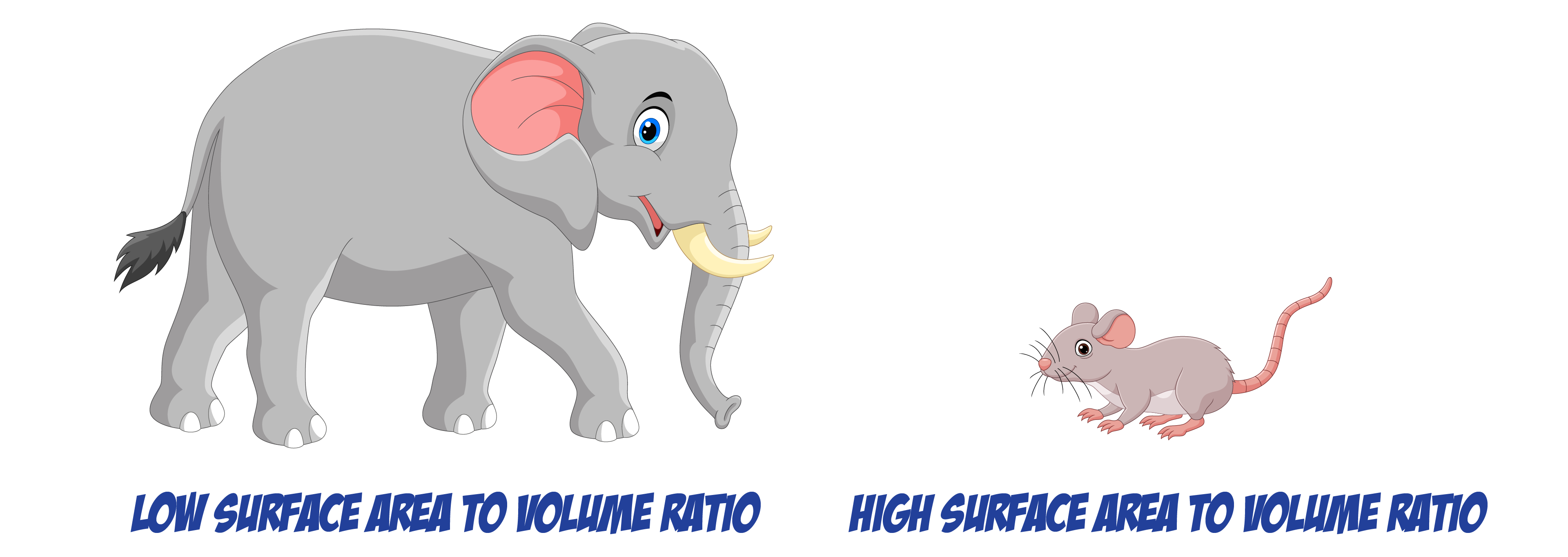 elephant and mouse