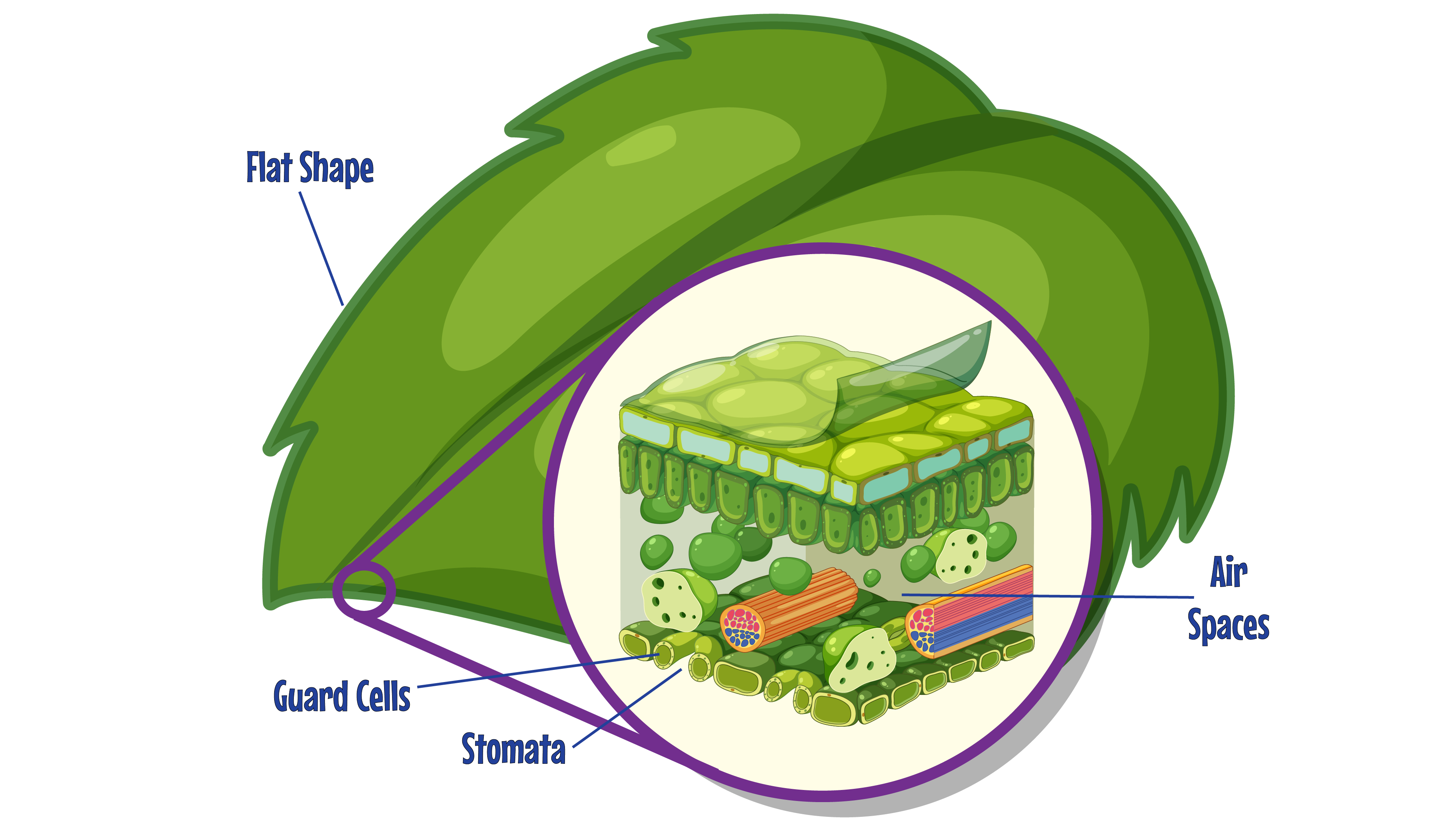 Stomata
