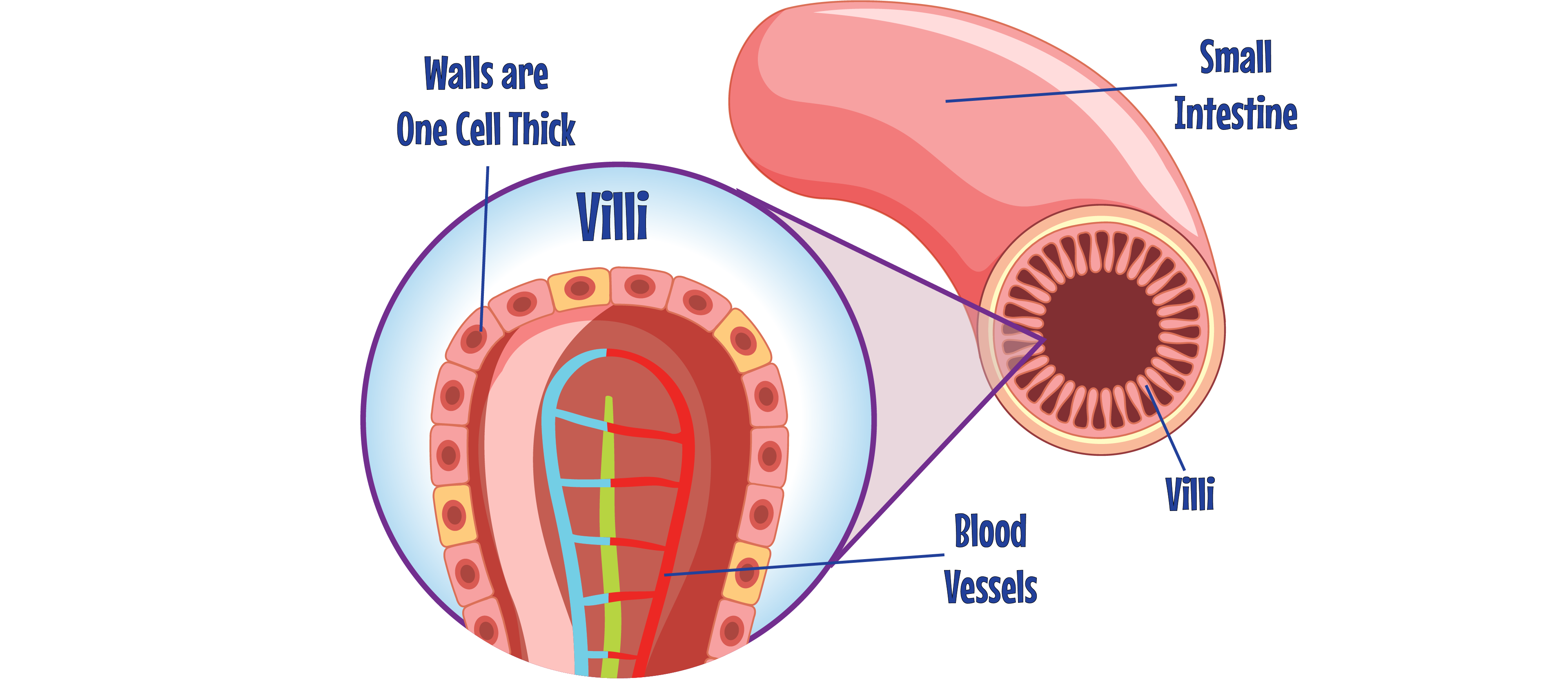 Villi