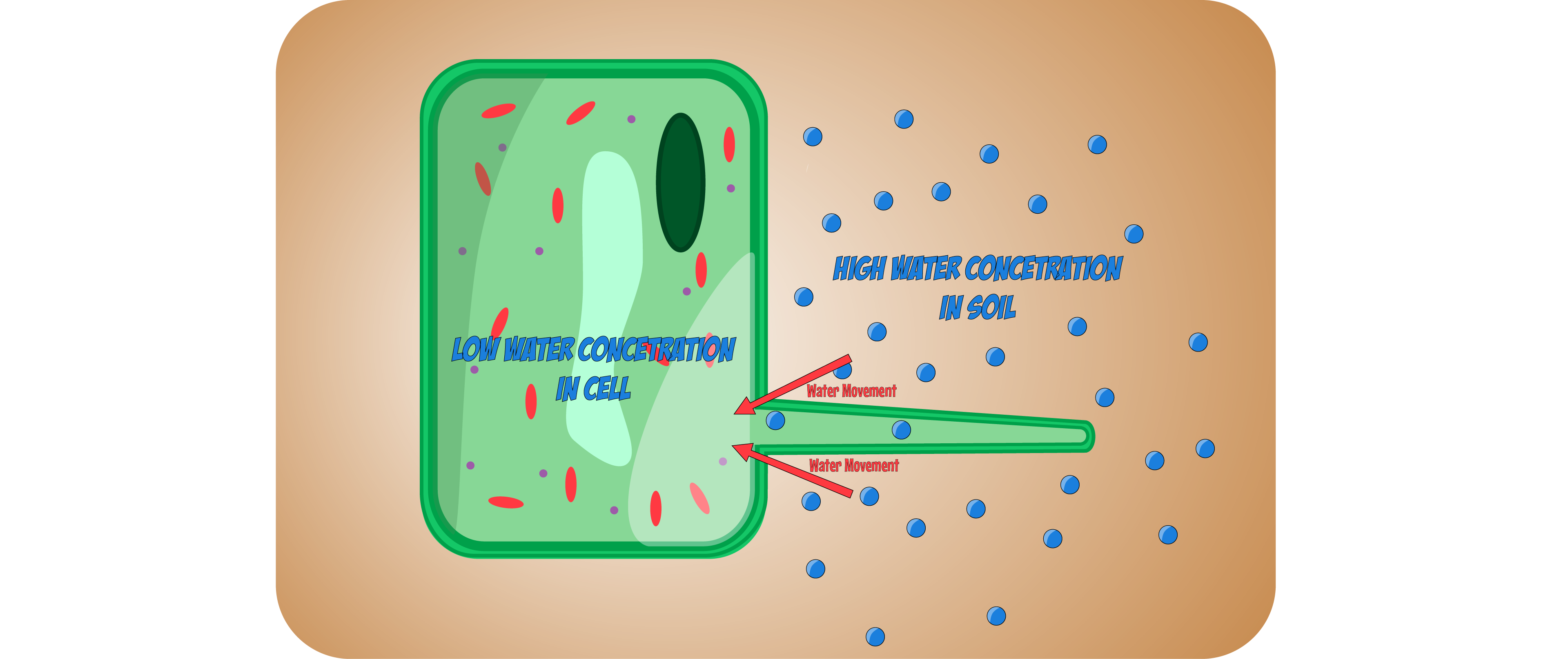 Root hair cell water