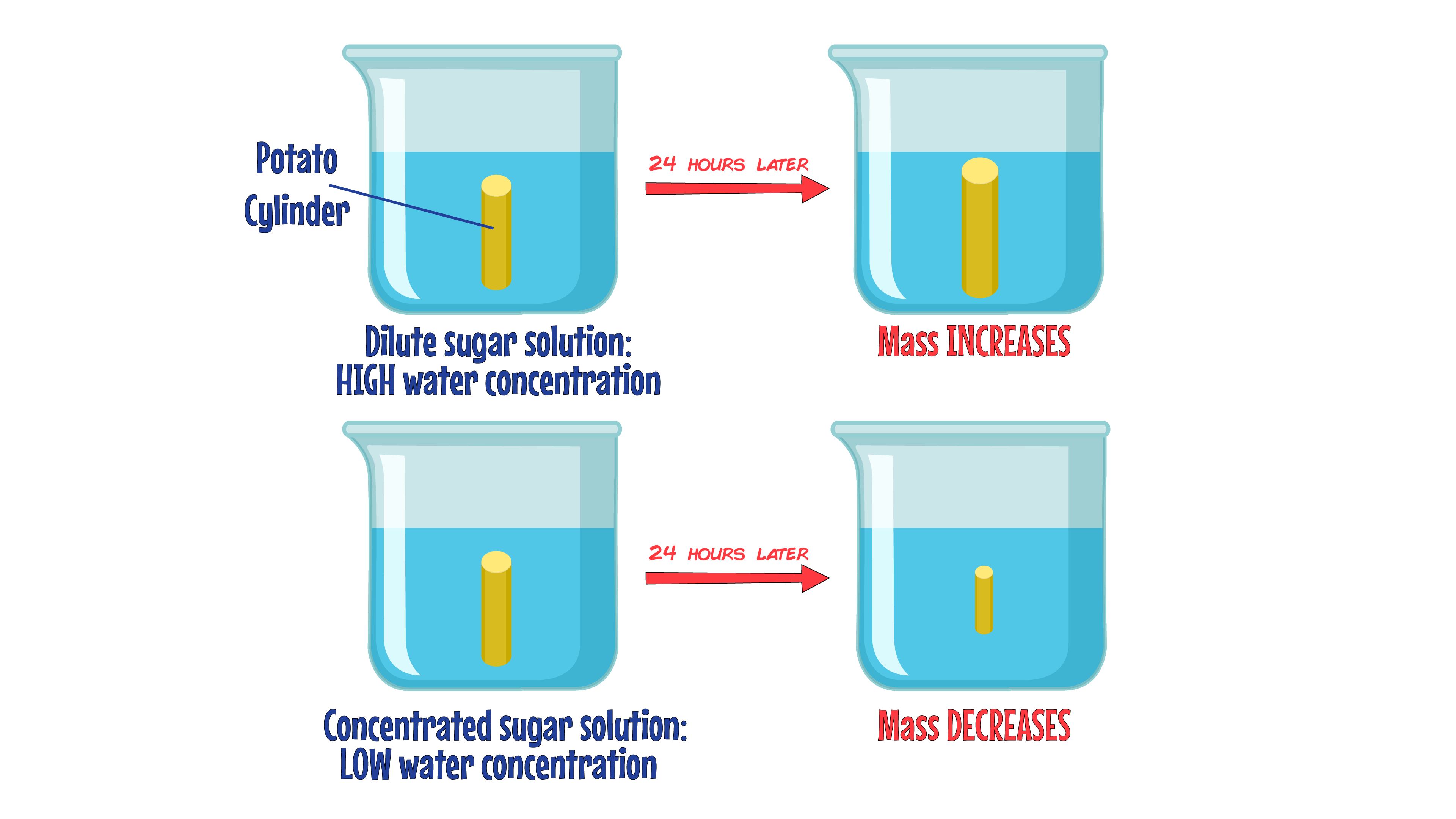 Osmosis Experiment