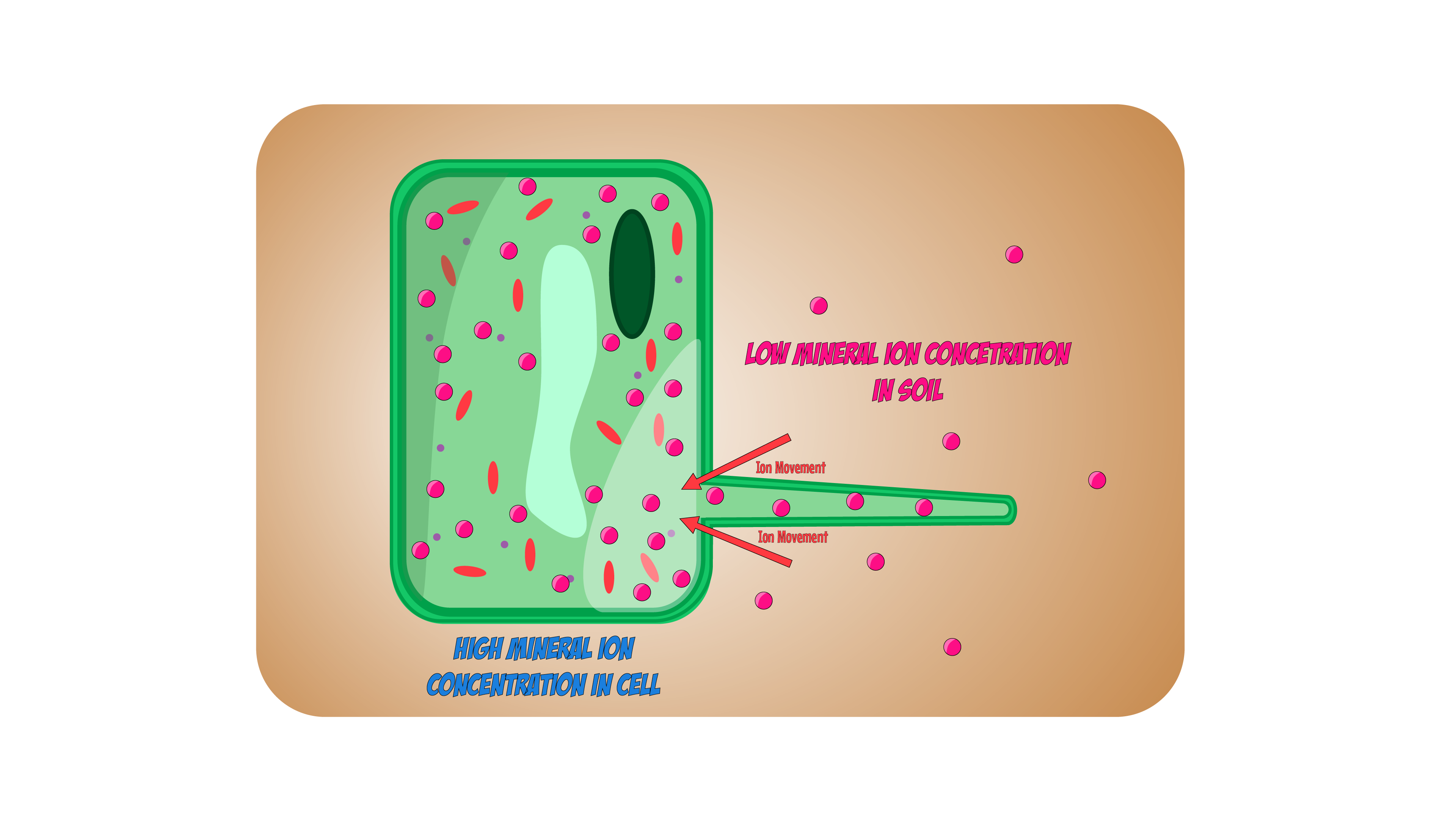 root hair cell minerals