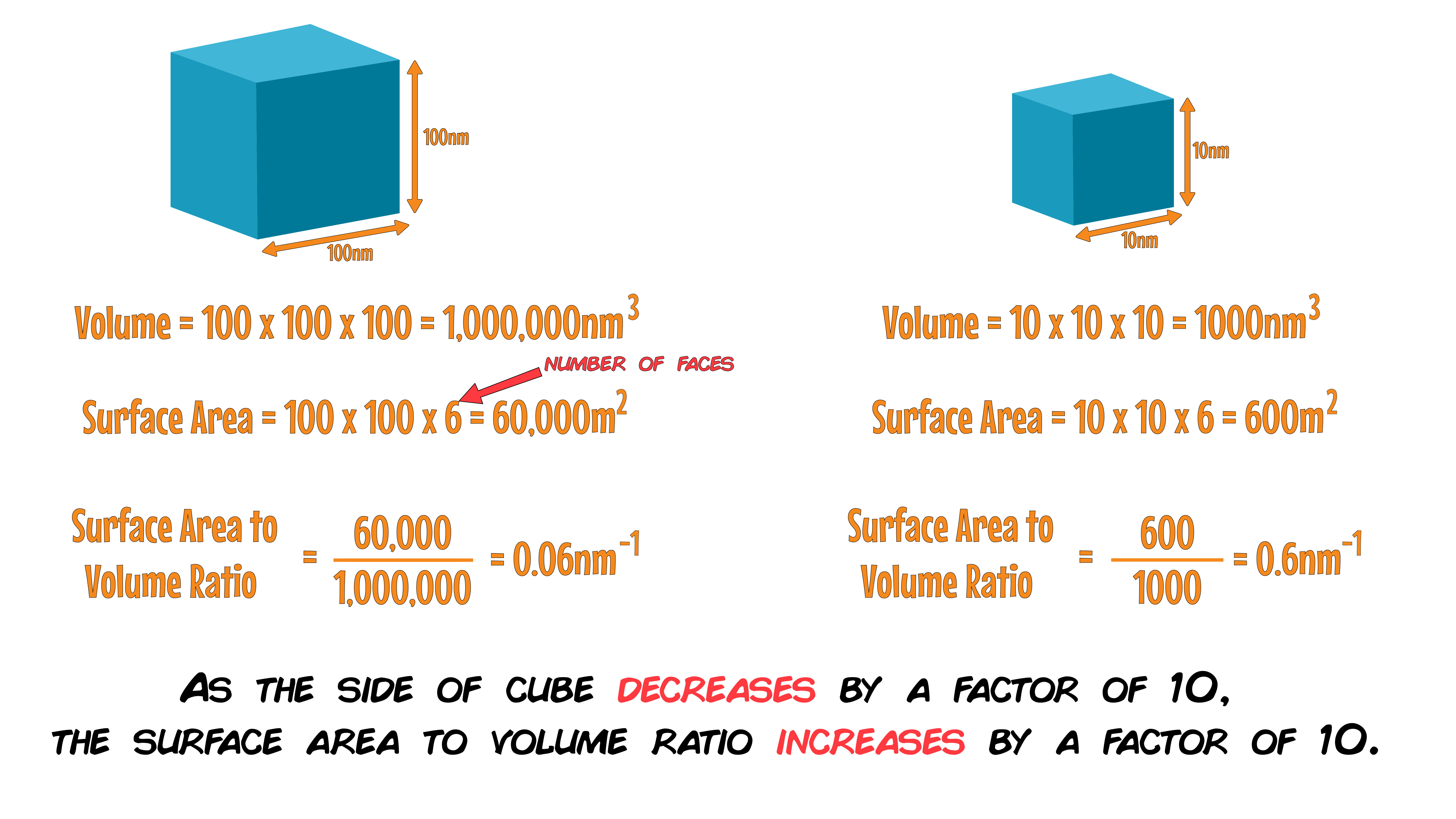 Surface Area to Volume