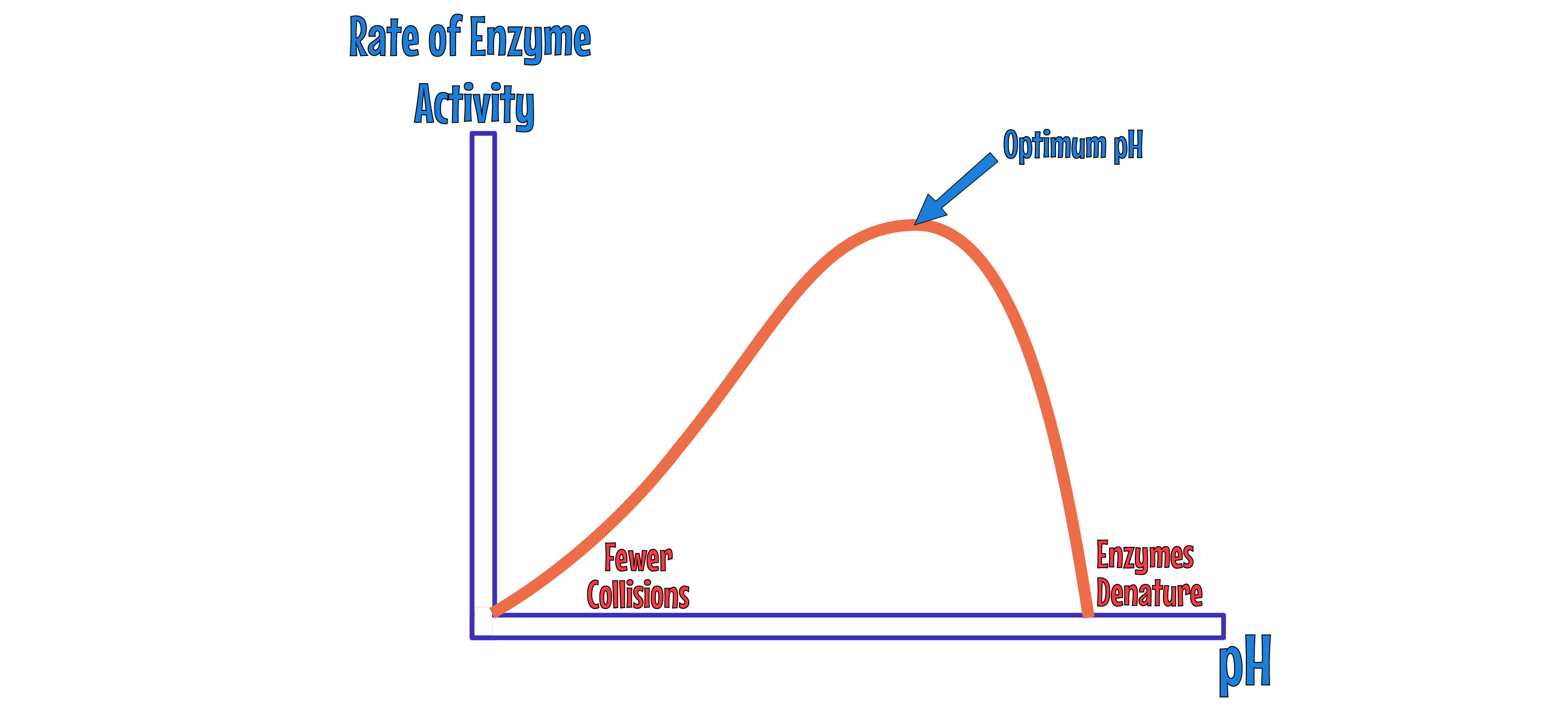 Enzyme temp graph