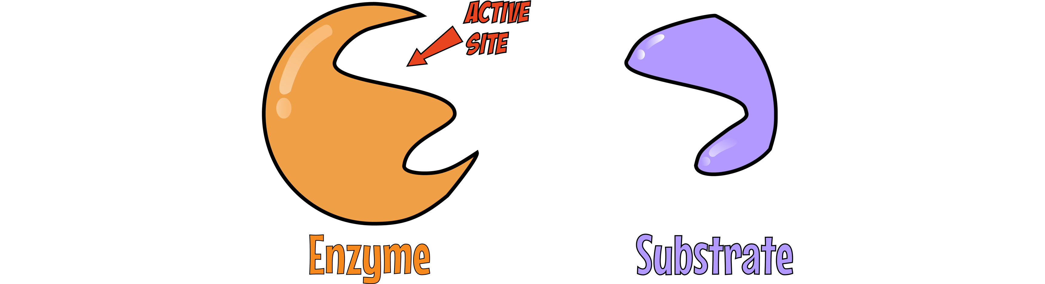 Enzyme and Substrate