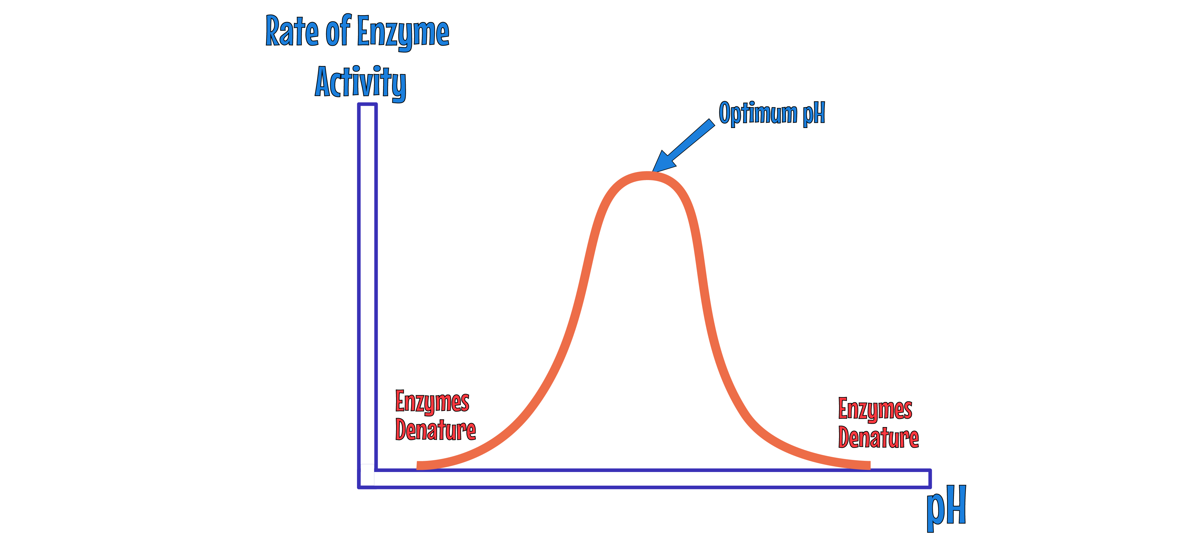 Enzyme pH Graph