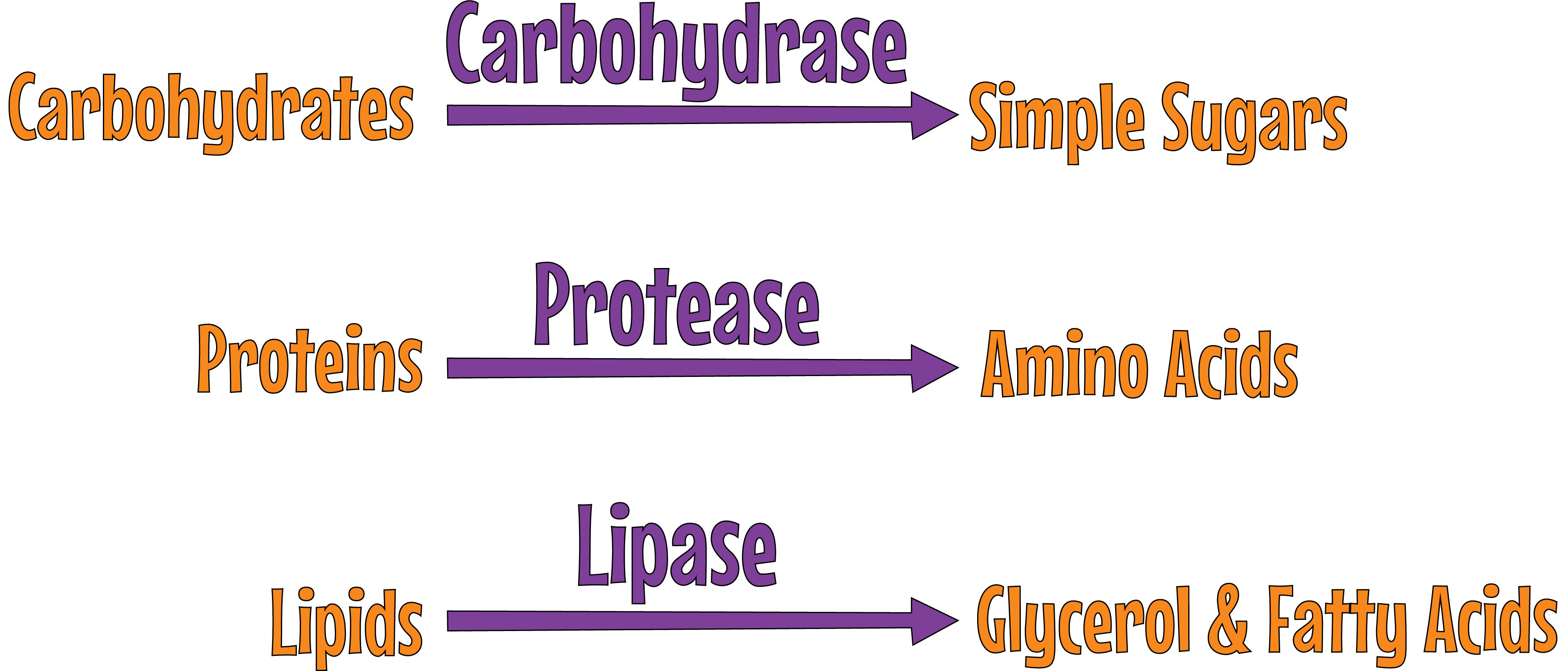 Digestive Enzymes