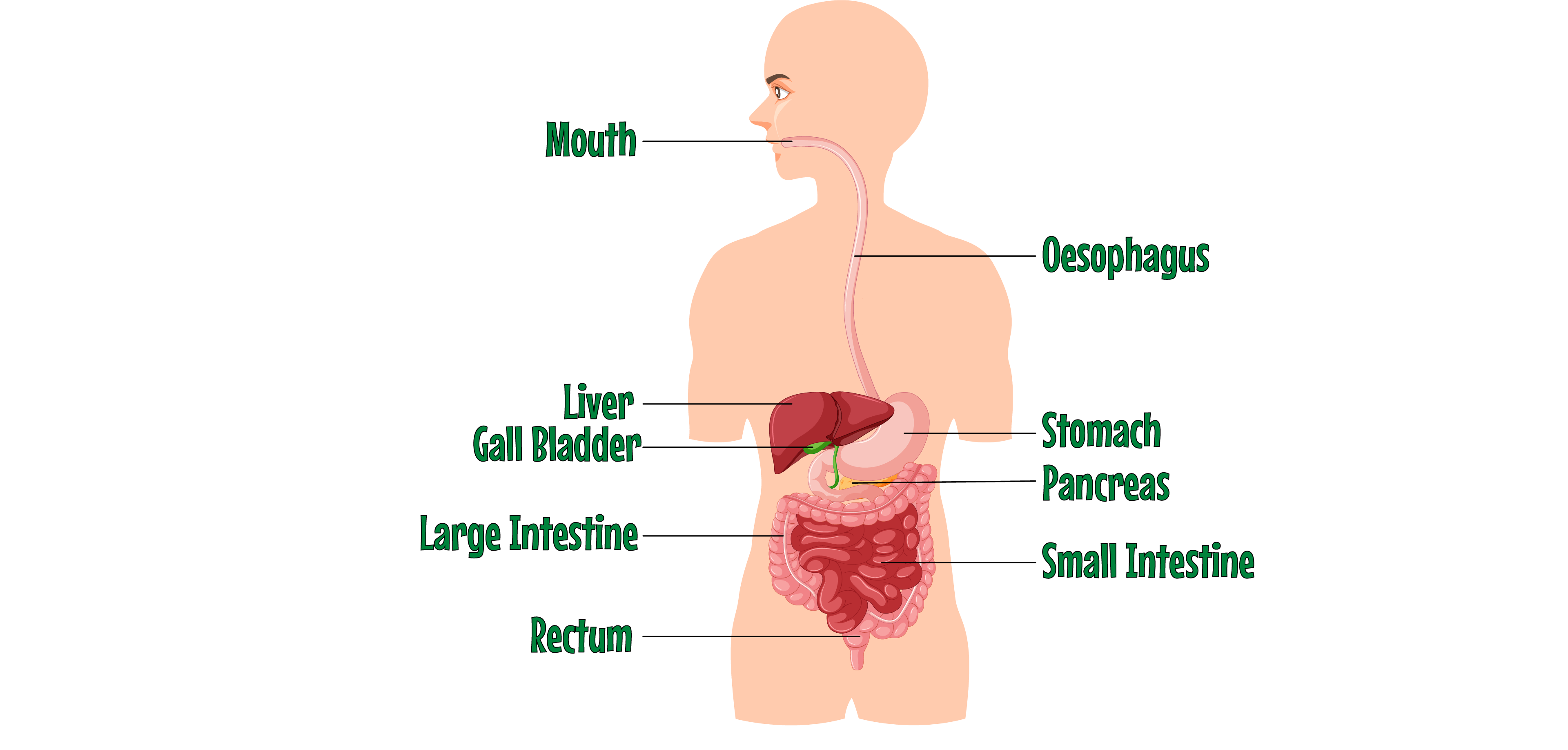 Digestive System