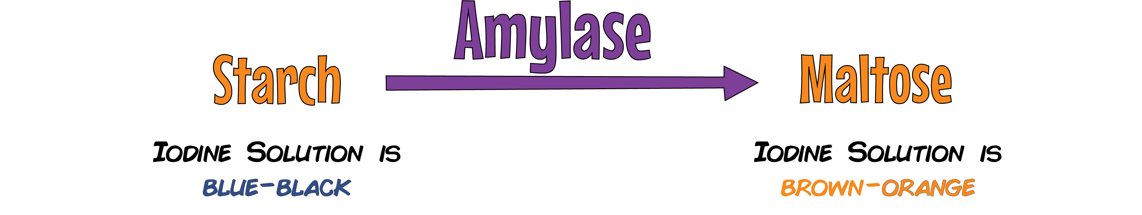 Amylase