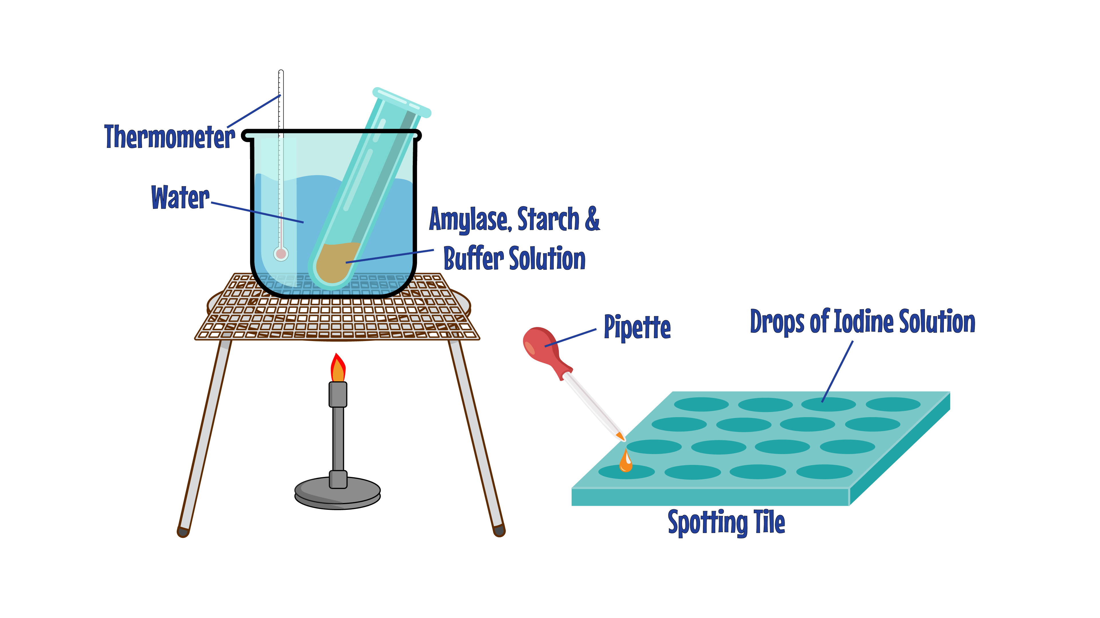 Enzyme Practical