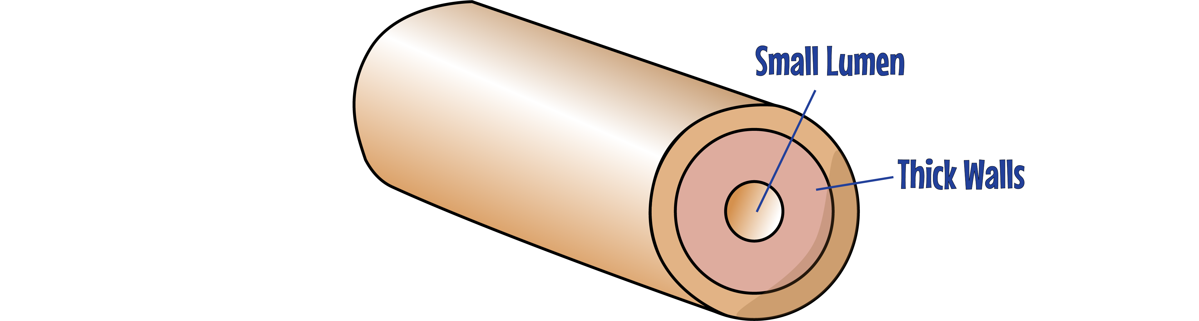 Artery