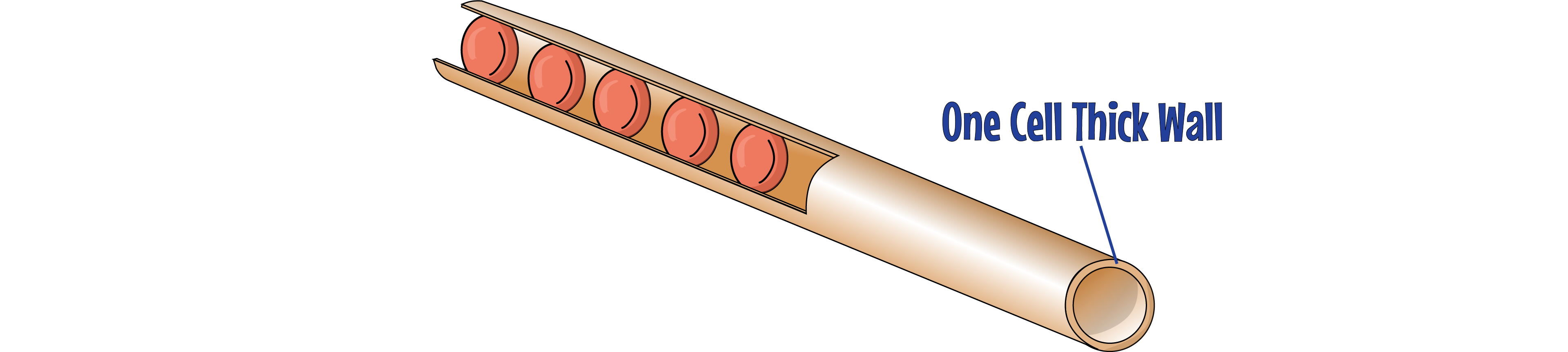 Capillary
