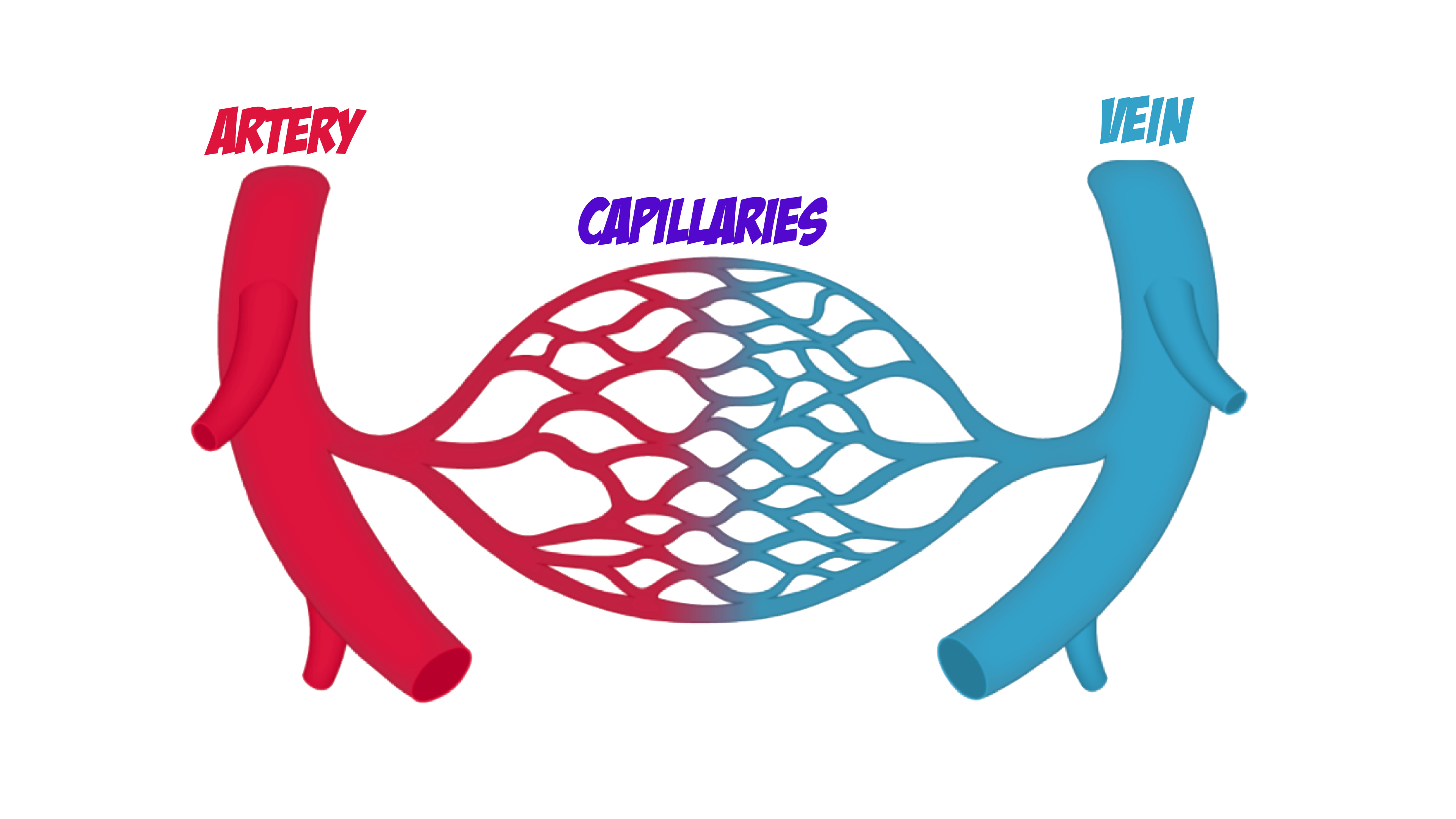 Capillary Network