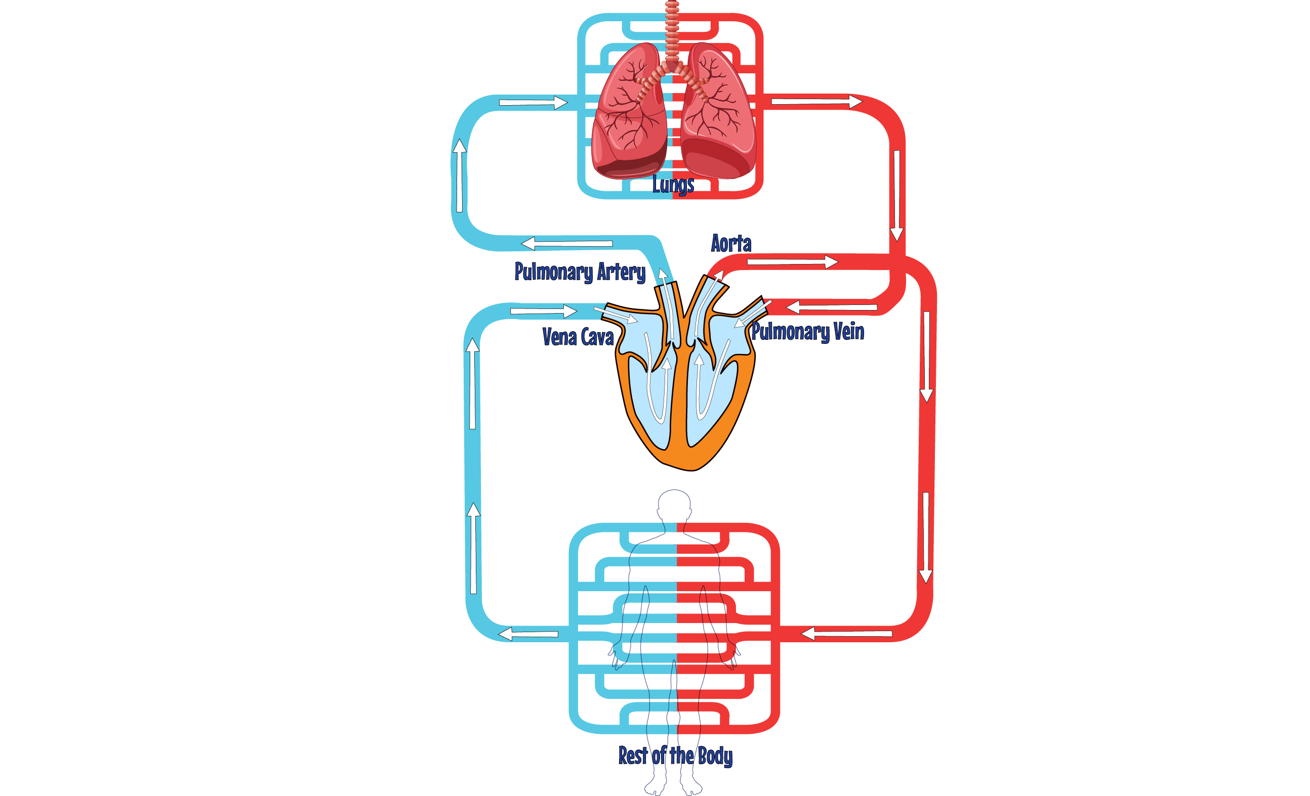 Circulatory System