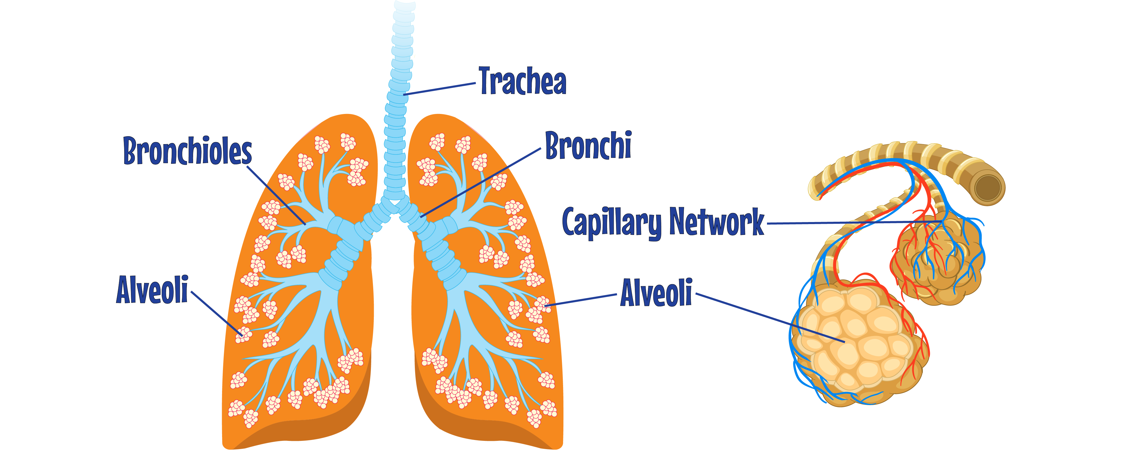 Lungs