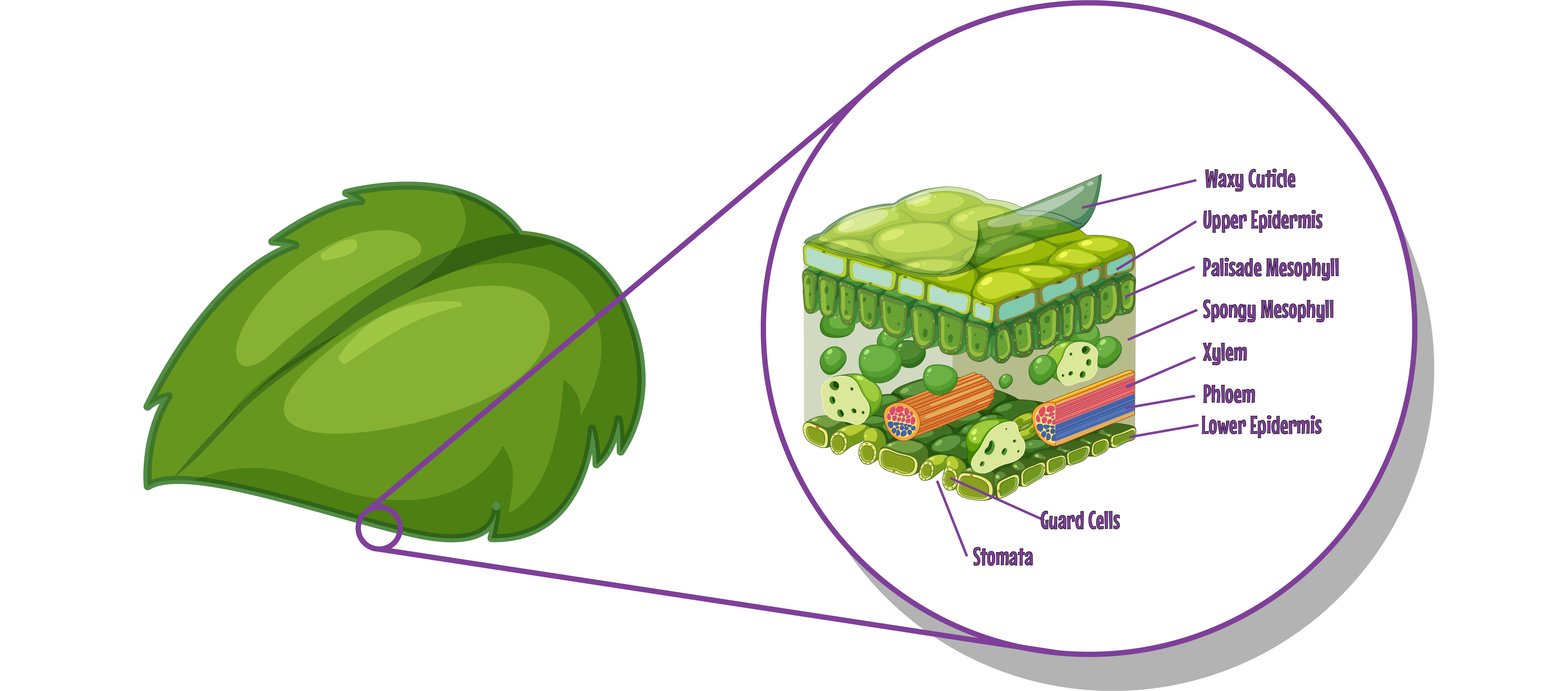 Leaf Structure