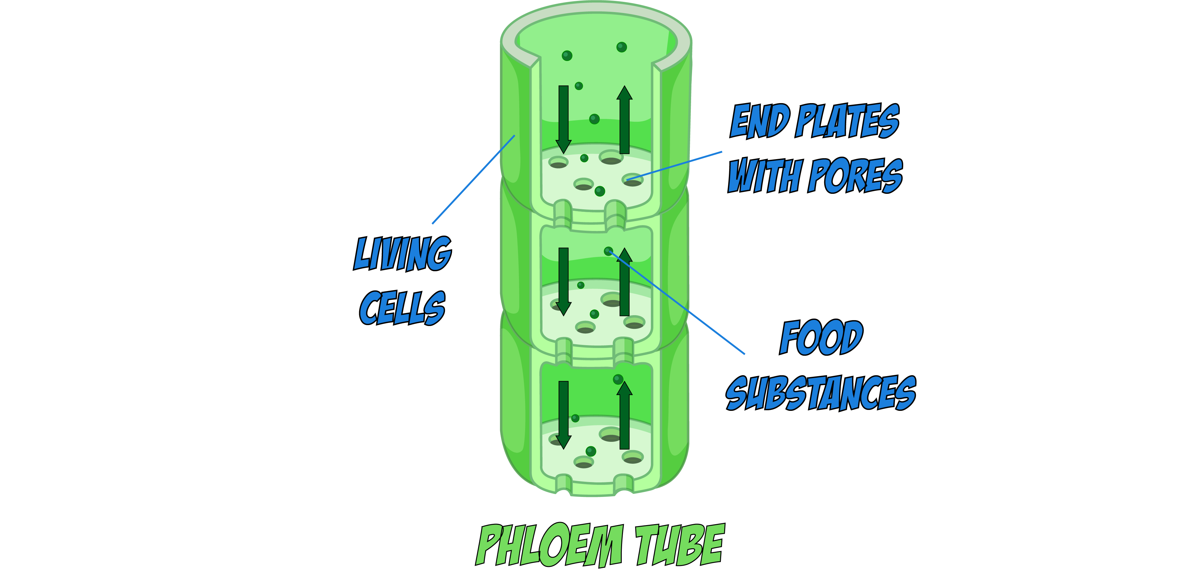 Phloem