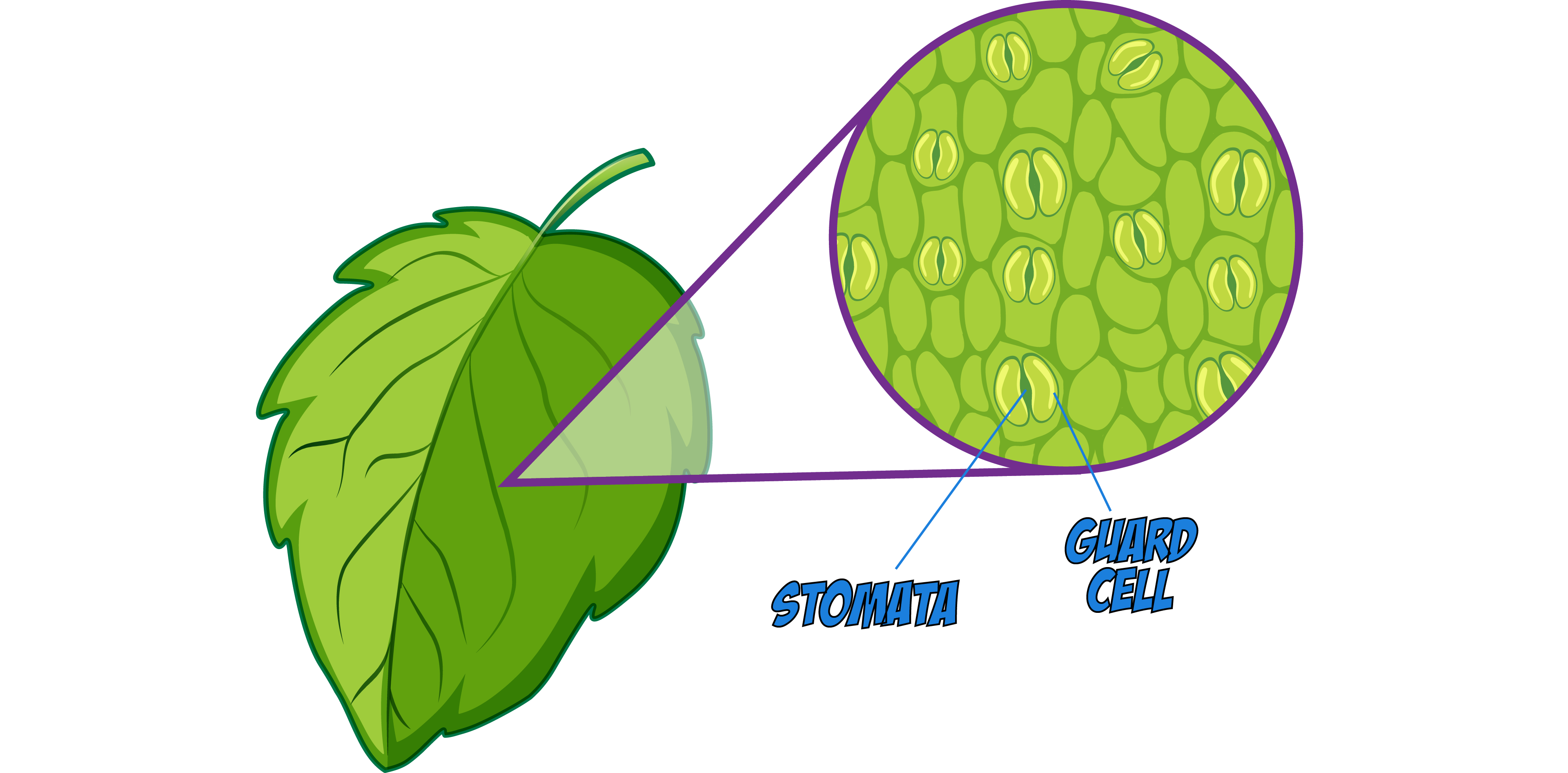 Stomata