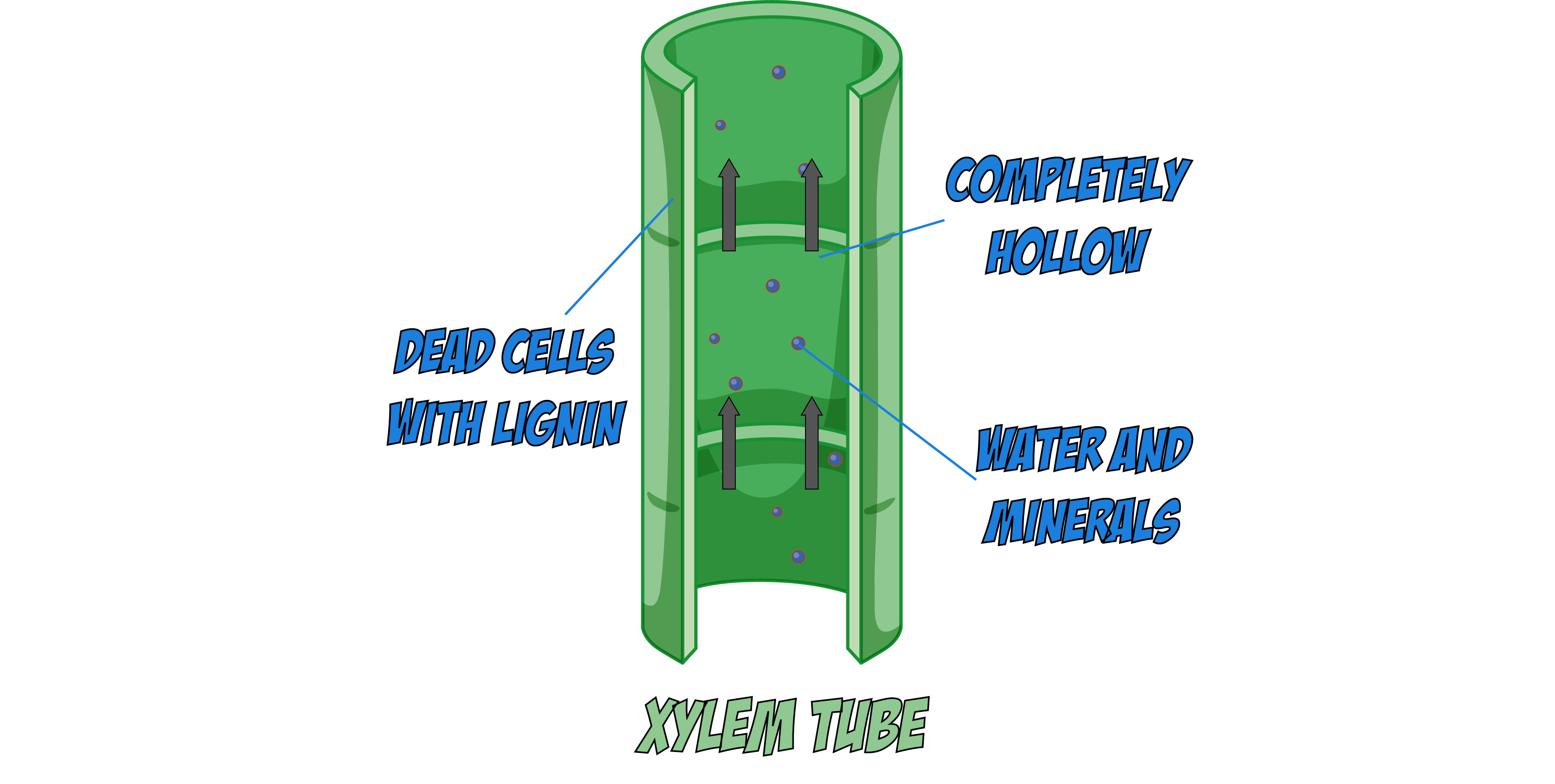 Xylem