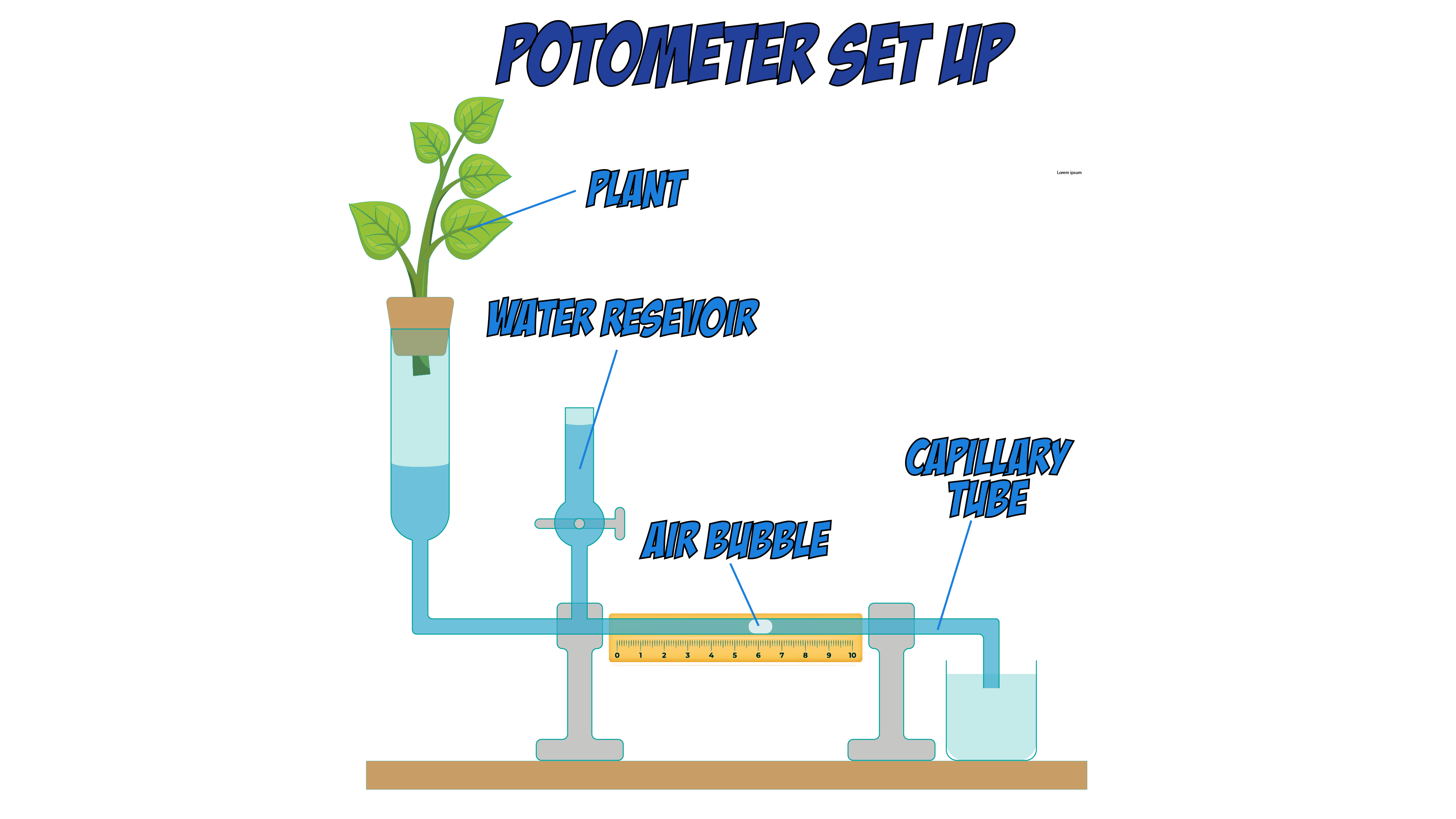 Potometer