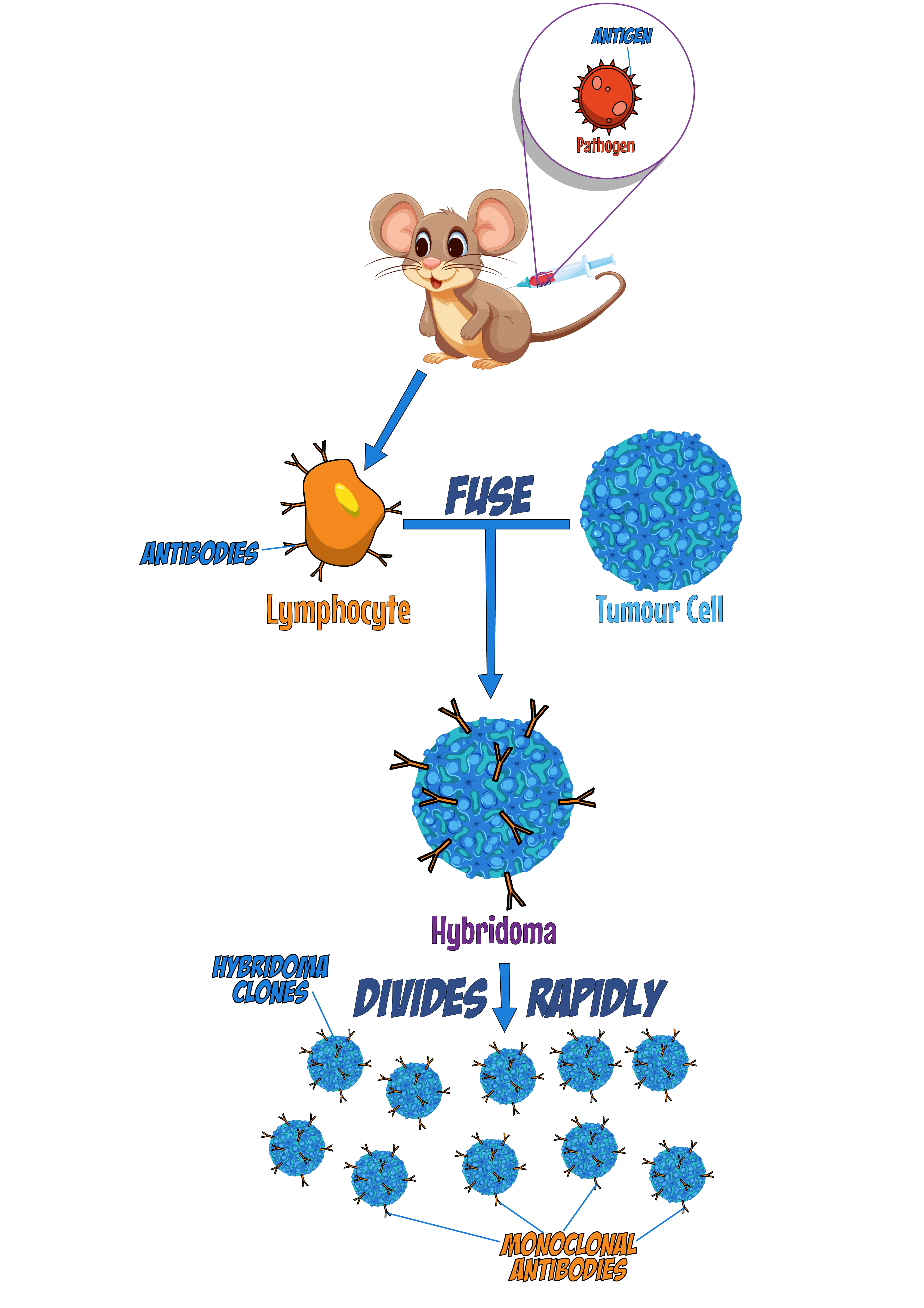 Making Monoclonal Antibodies