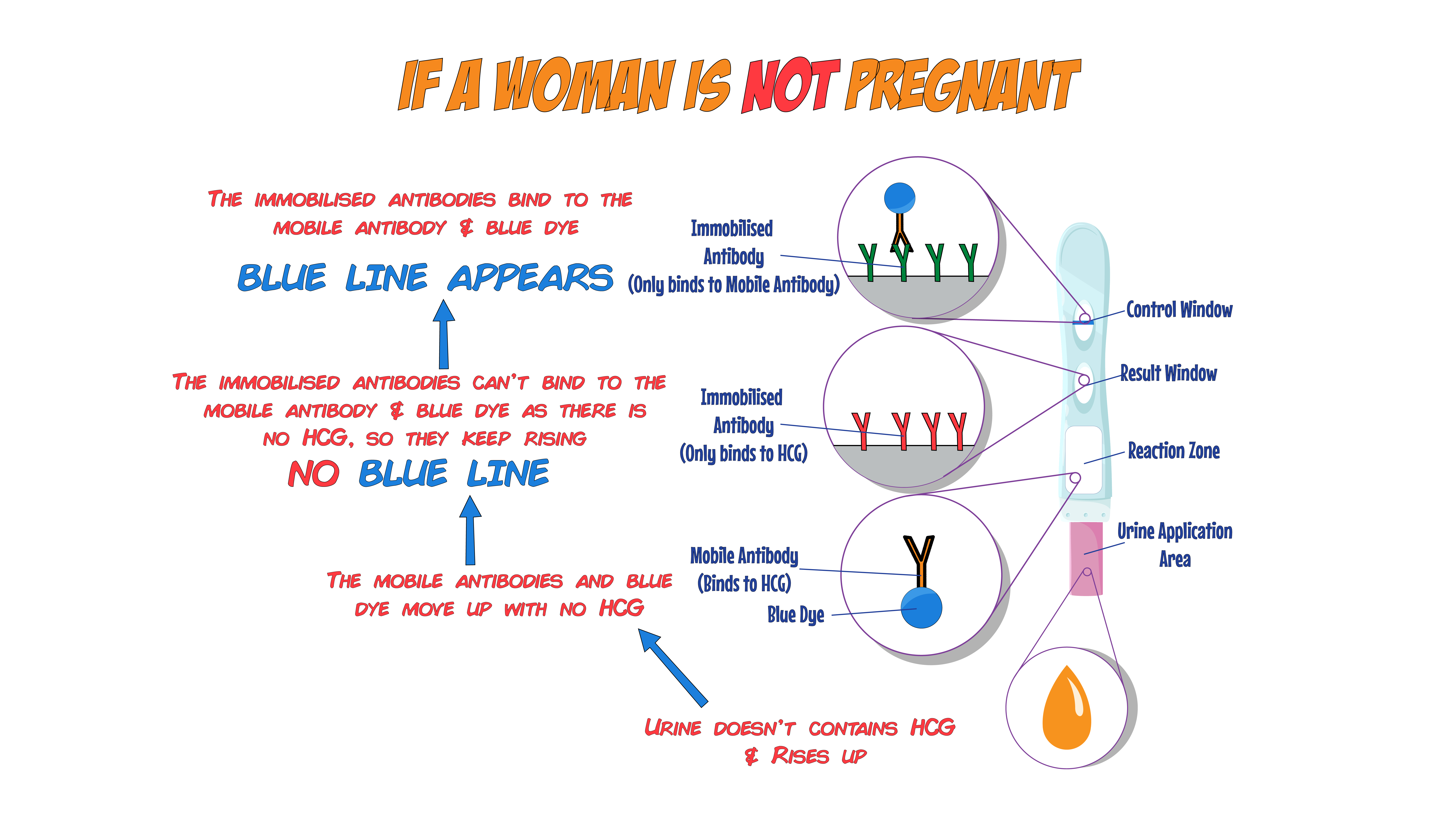 Not Pregnant Result