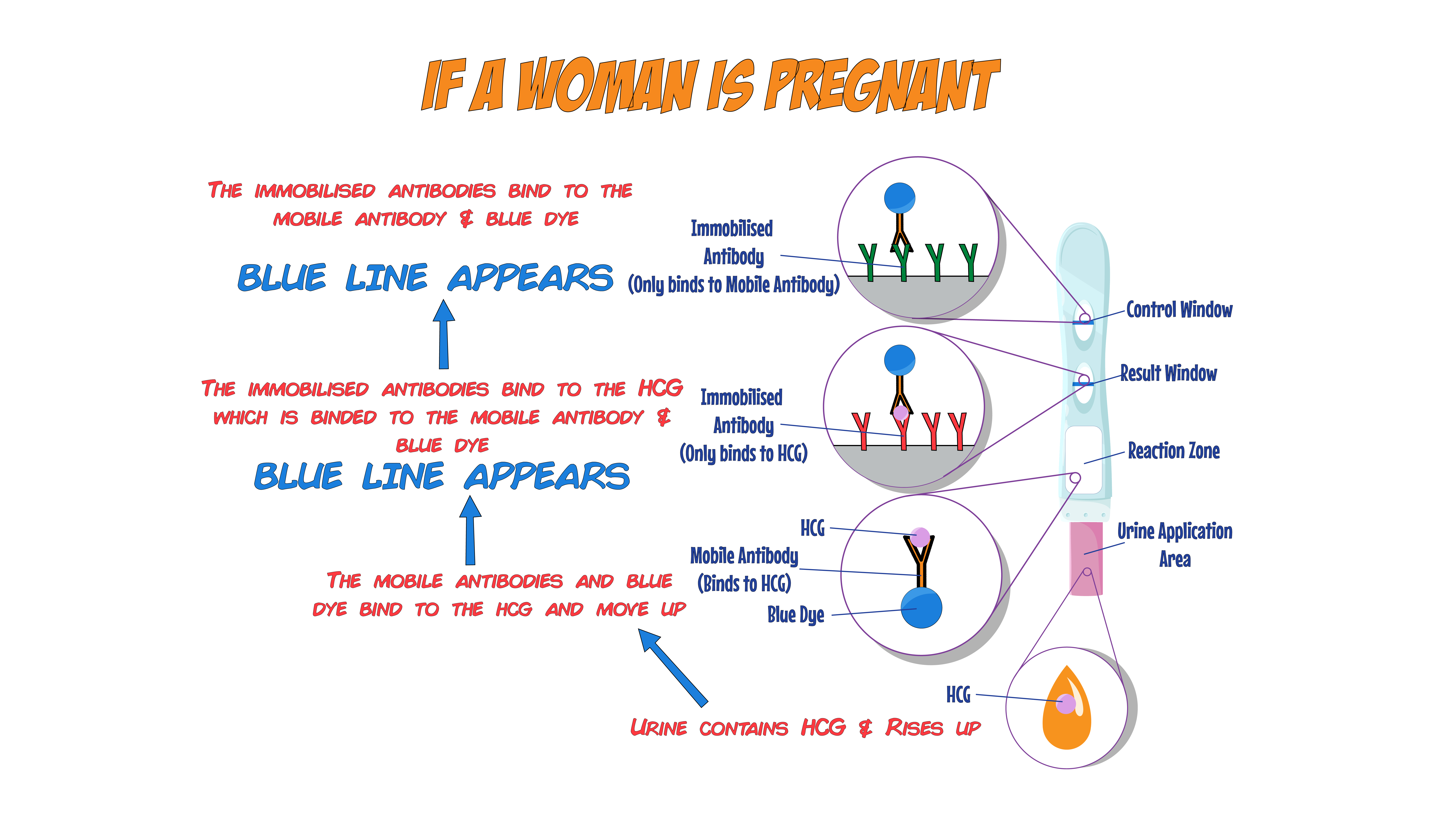 Pregnant Result