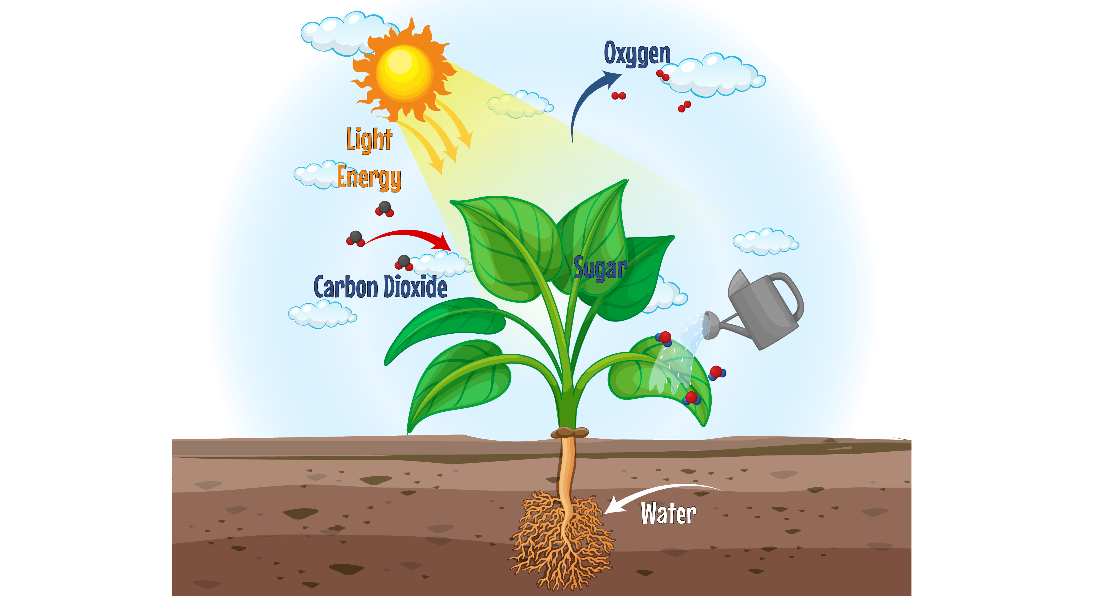 Photosynthesis