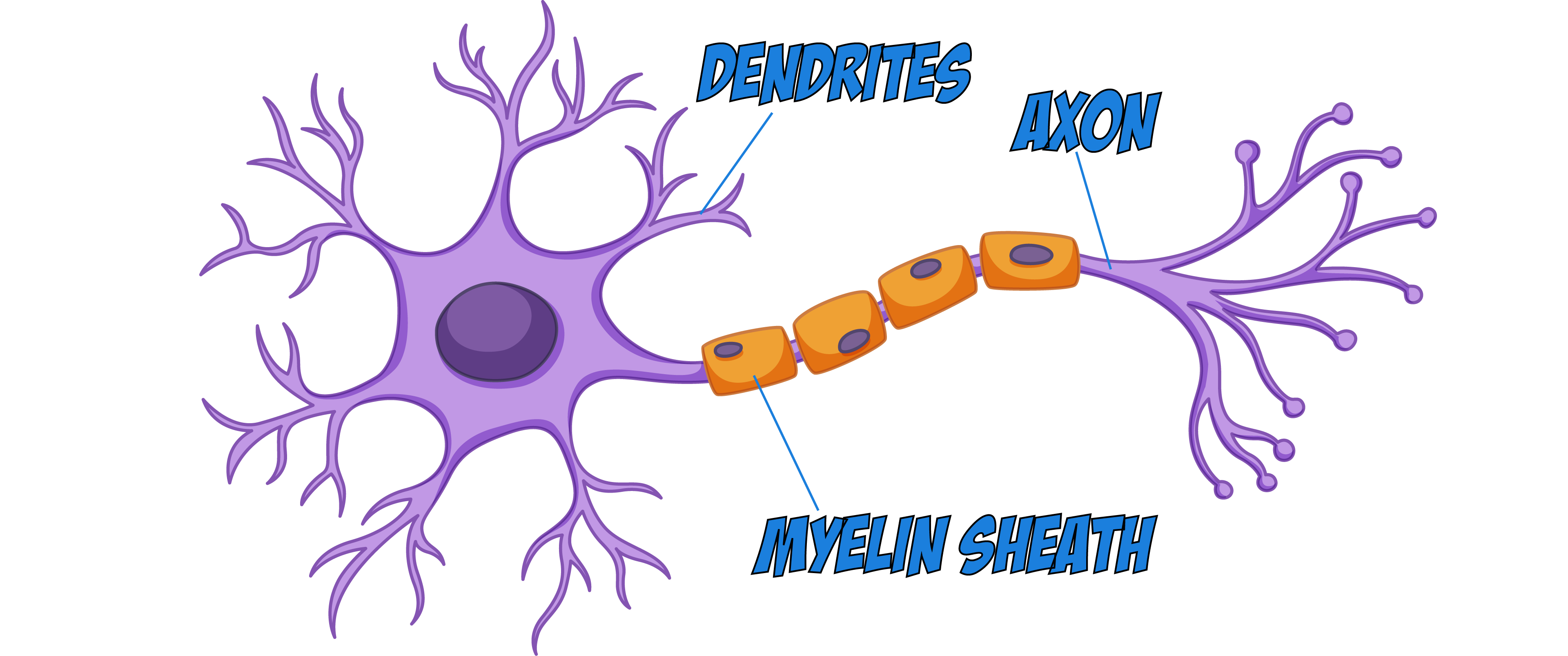 Nerve Cell