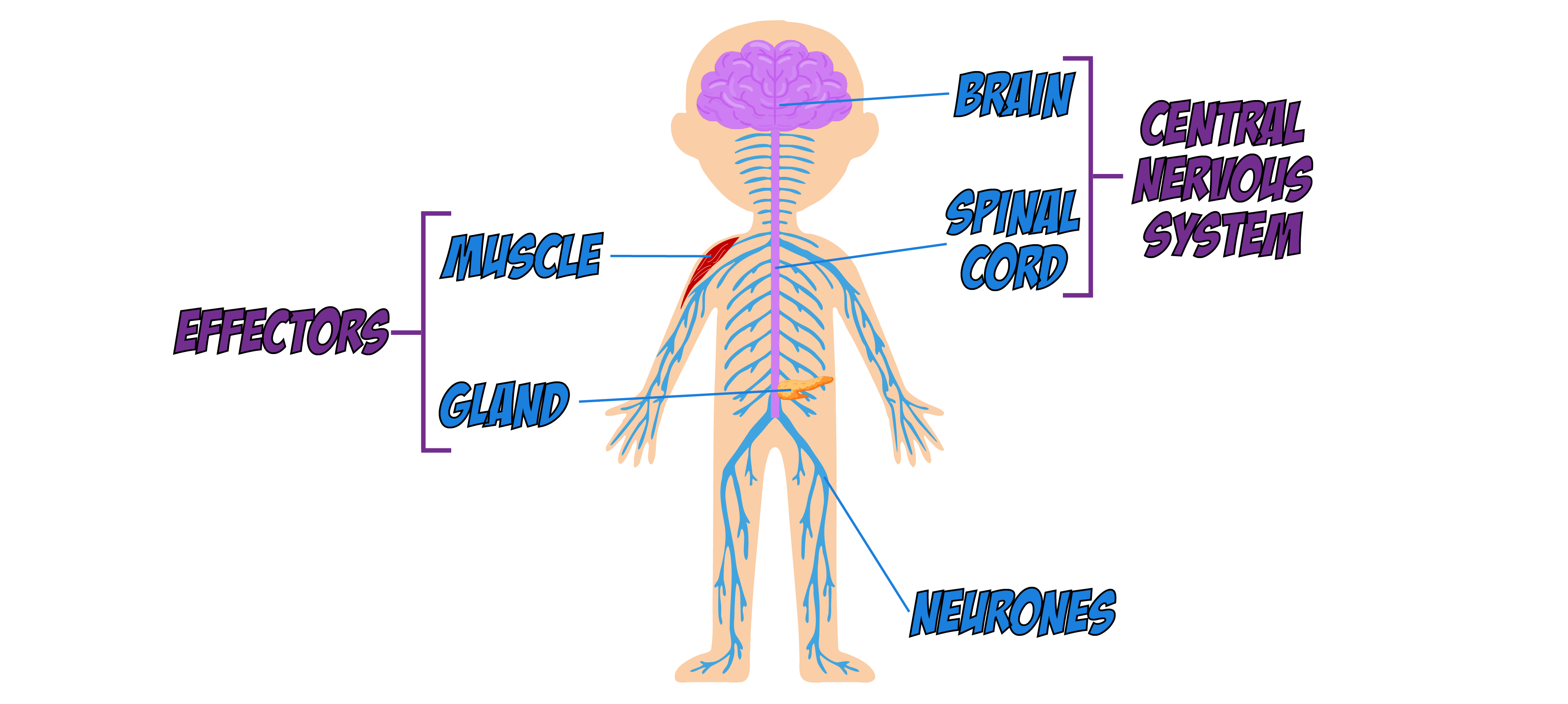 Nervous System
