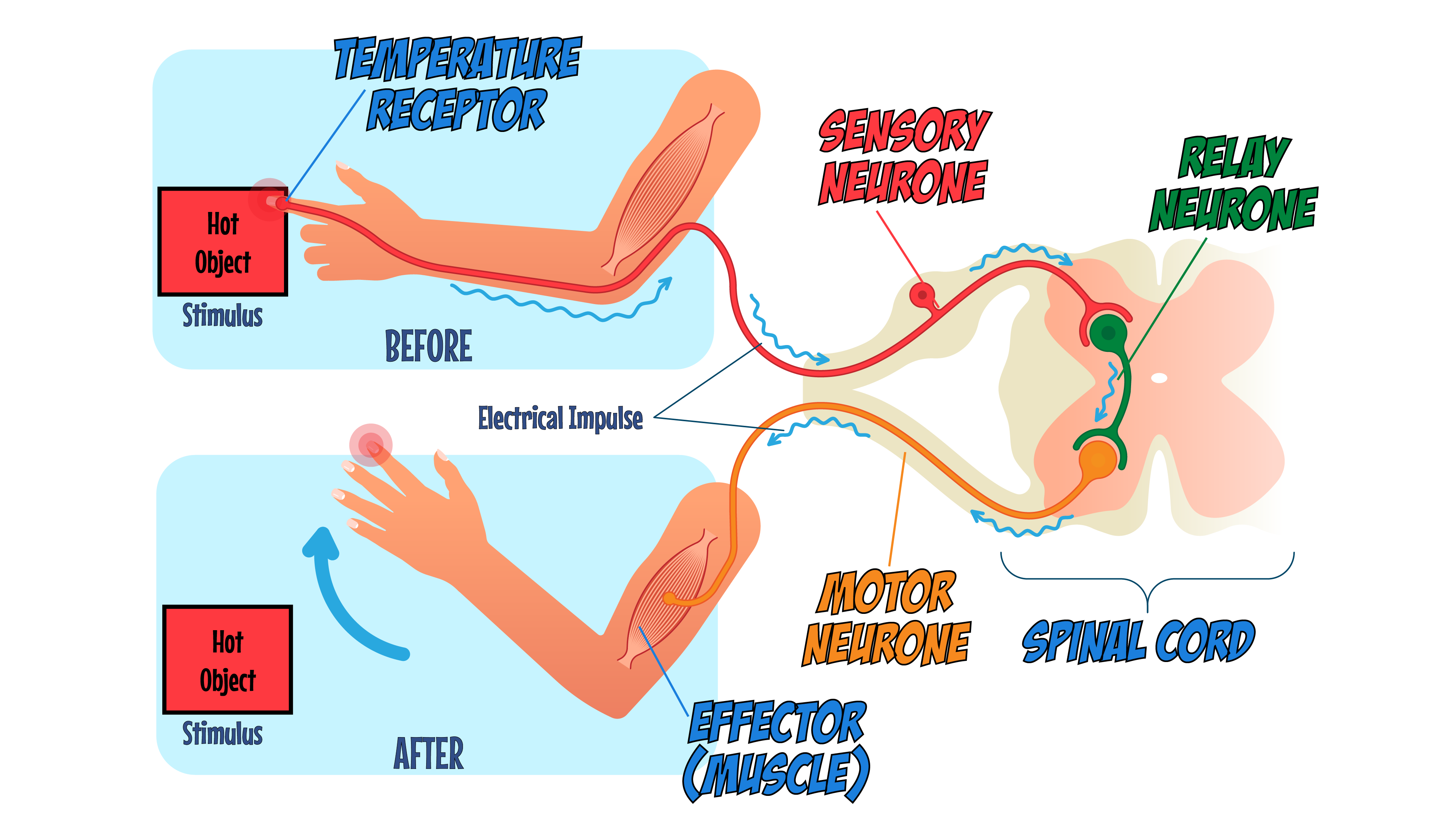 Reflex Arc