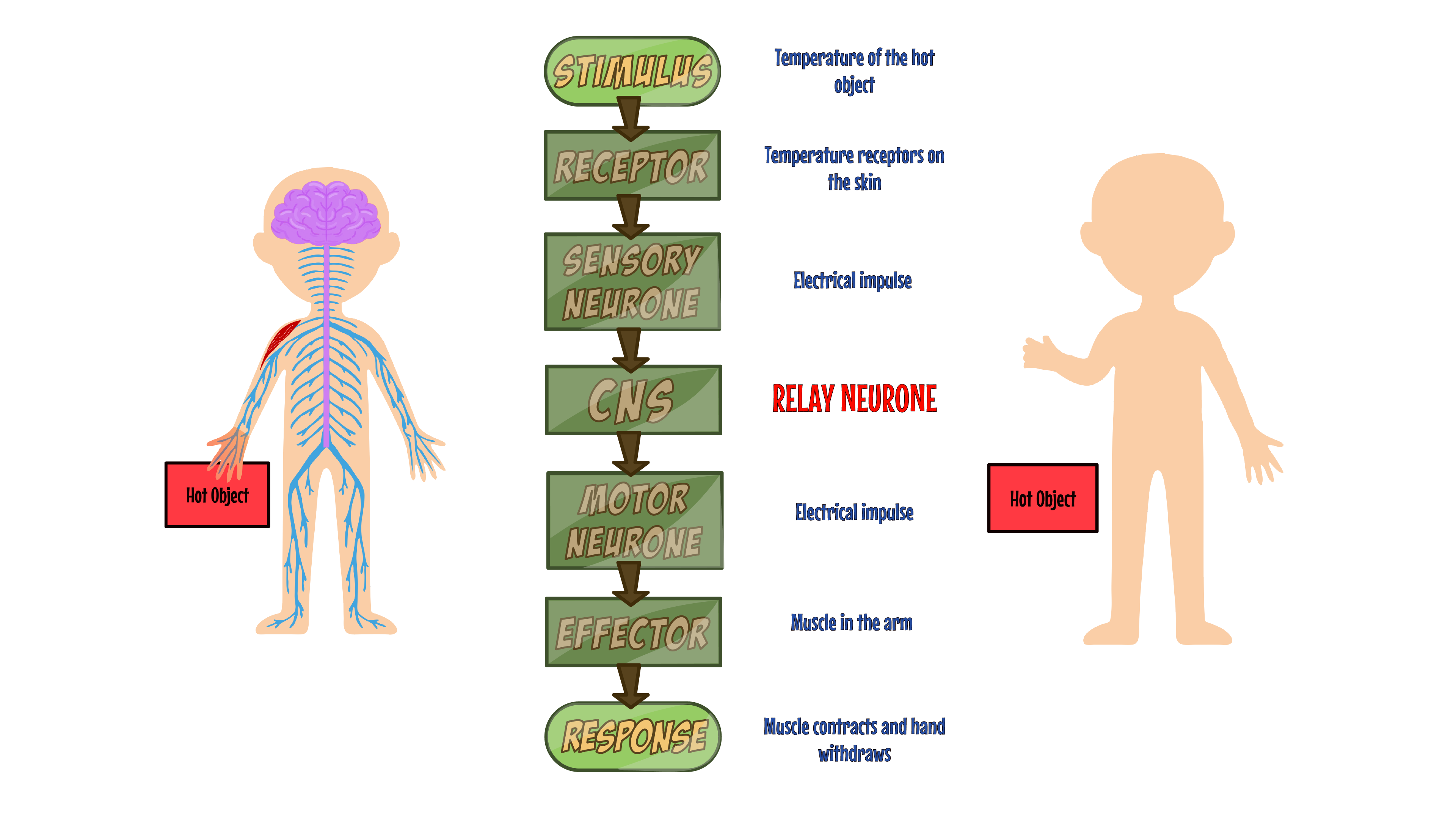 Reflex Responses