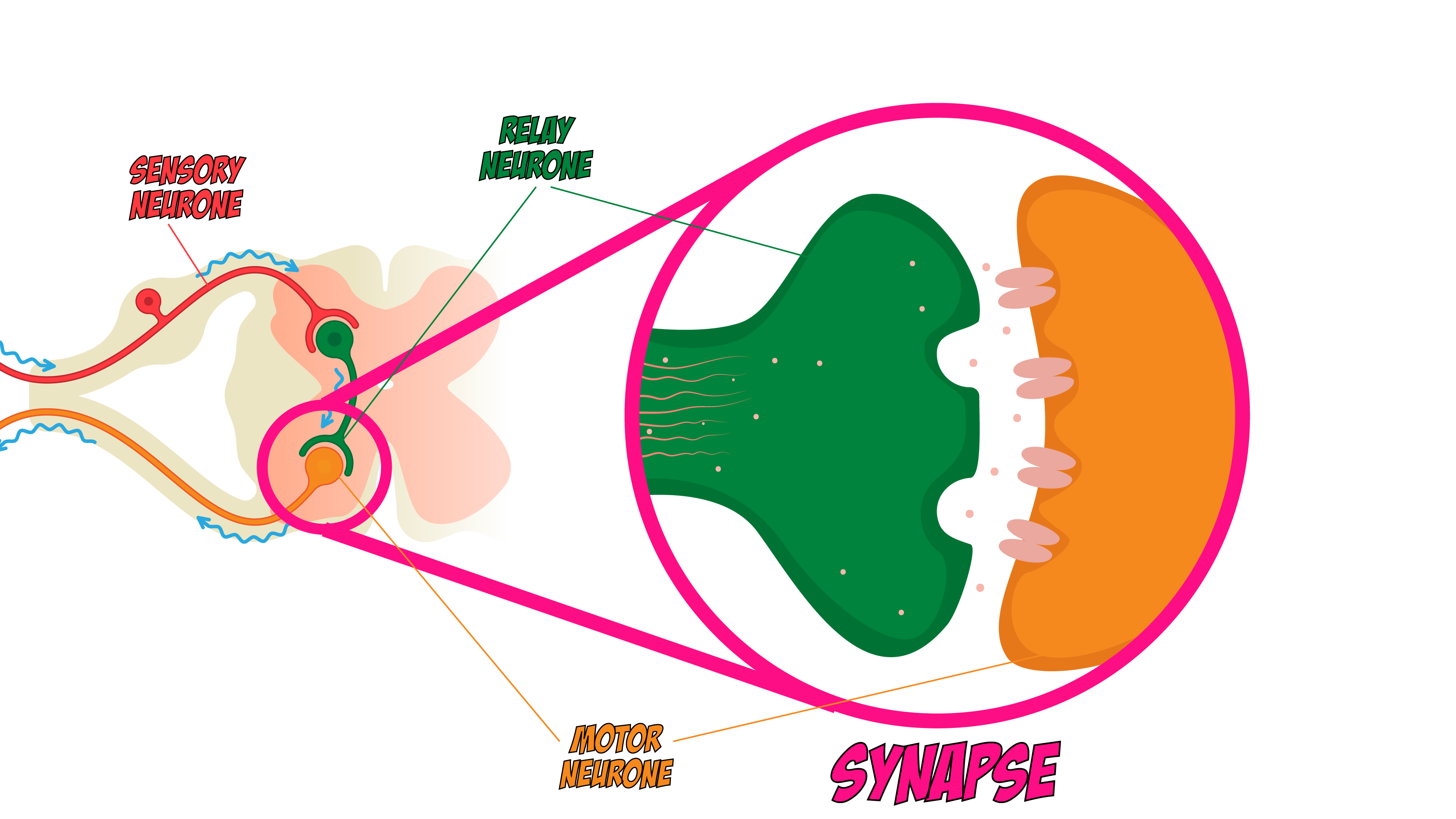 Synapse