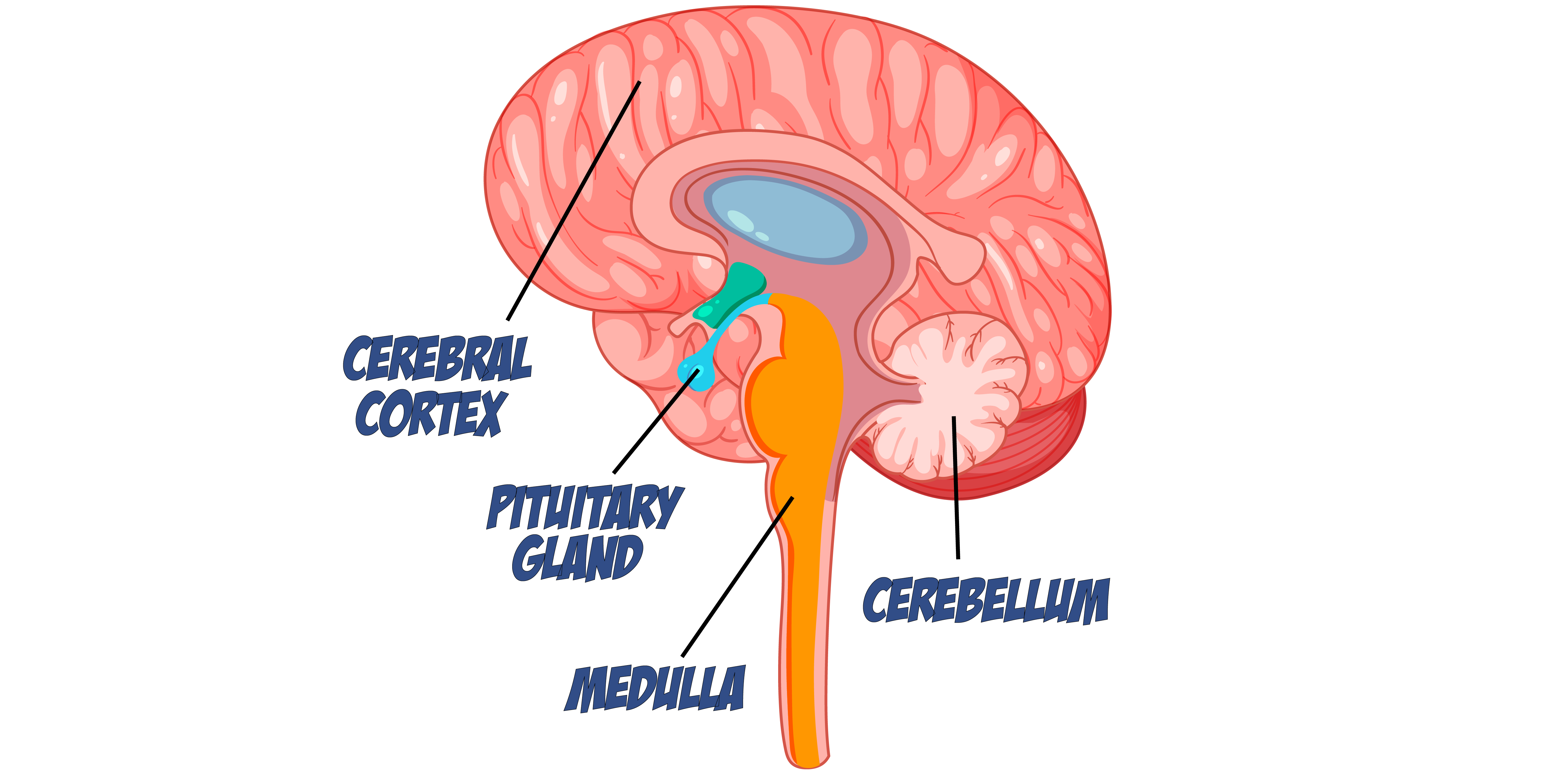 The Brain